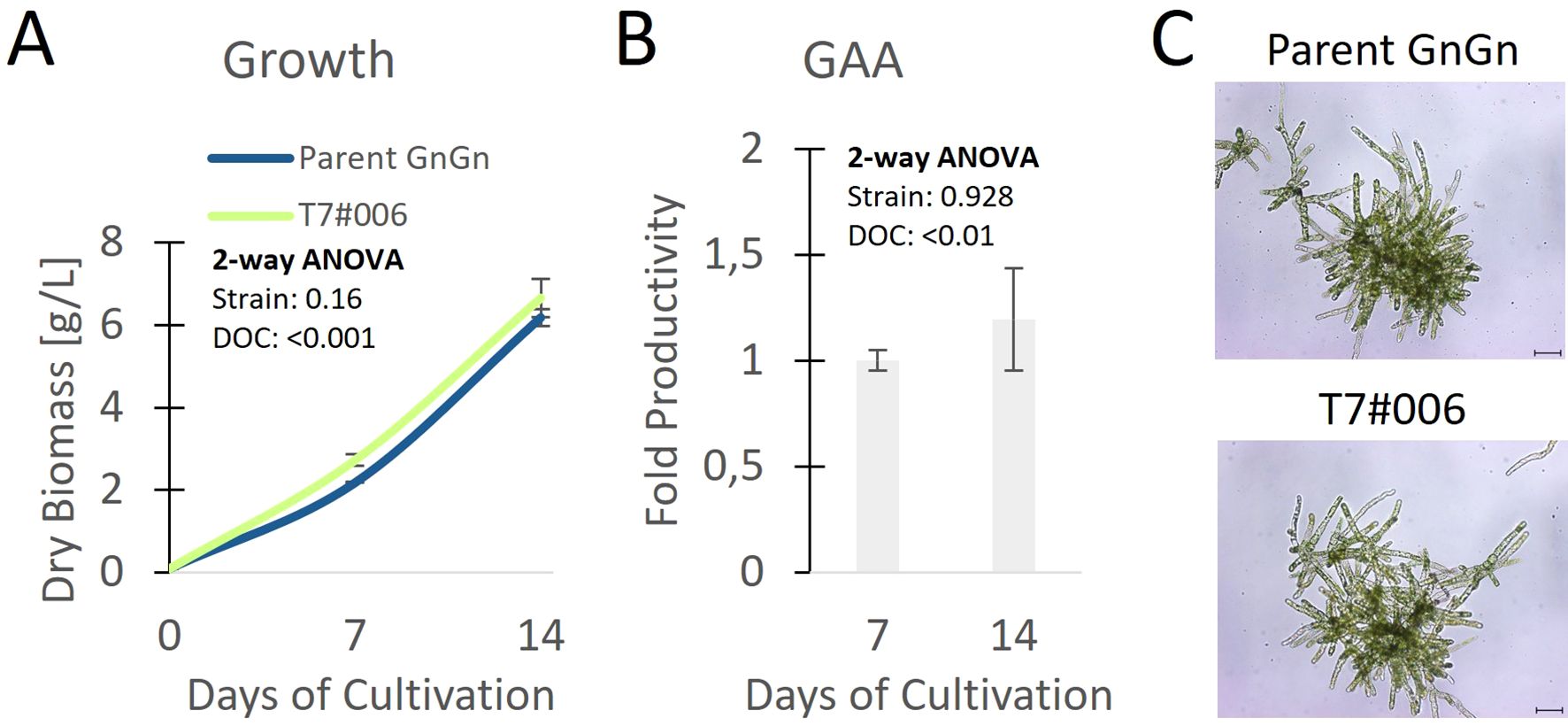 Panel A shows a line graph of dry biomass growth over 14 days for two strains, Parent GnGn and T7#006, with statistical analysis using two-way ANOVA. Panel B presents a bar graph of fold productivity over the same period. Panel C contains microscopic images of Parent GnGn and T7#006, showing differences in structure.