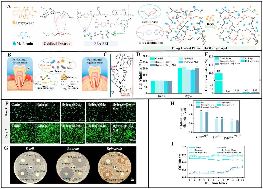 Illustration depicting a study on drug-loaded PBA-PEI/OD hydrogel for periodontal treatment. Panels A-C show chemical structures and mechanisms. Panel D presents a bar graph of cell viability over days. Panel E has a bar graph of hemolysis ratios. Panel F shows images of cell viability on days one and three. Panel G has agar plates demonstrating bacterial inhibition zones. Panel H presents a bar graph of inhibition zone diameters for different bacteria. Panel I shows a line graph of OD600 measurements over dilution times.