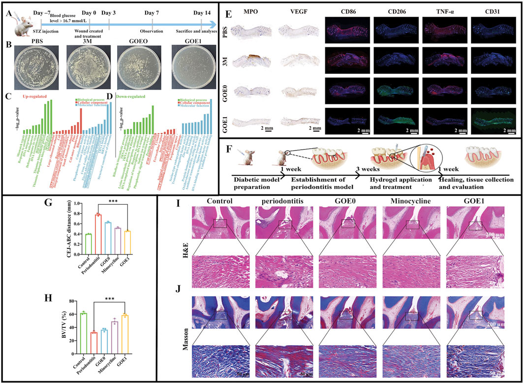 Experimental timeline illustrating the effects of treatments on wound healing and periodontitis. Images include bacterial growth on different media, gene expression profiles for up- and down-regulated genes, tissue staining of various inflammatory and vascular markers, and histological sections. A mouse model setup is depicted, showing the timeline for diabetic preparation and periodontitis model establishment. Bar graphs present comparative data on CEJ-ABC distances and bone volume density. High-magnification histological images highlight tissue morphology under different treatments.