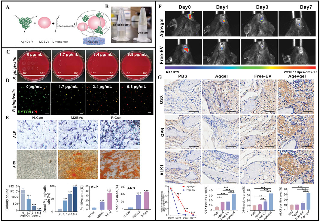 A set of scientific panels illustrating various experiments: A shows a diagram of the AgNc-Y and M2EVs self-assembling into a gel. B depicts a solution transitioning to a gel state. C and D present P. gingivalis colonies and fluorescence images under different concentrations of AgNc. E displays ALP and ARS staining under different conditions with bar charts showing corresponding results. F shows in vivo imaging of mice treated with Agevgel and Free-EV over several days. G presents tissue staining for OSX, OPN, and ALK1 with bar charts summarizing positive areas across different treatment groups.