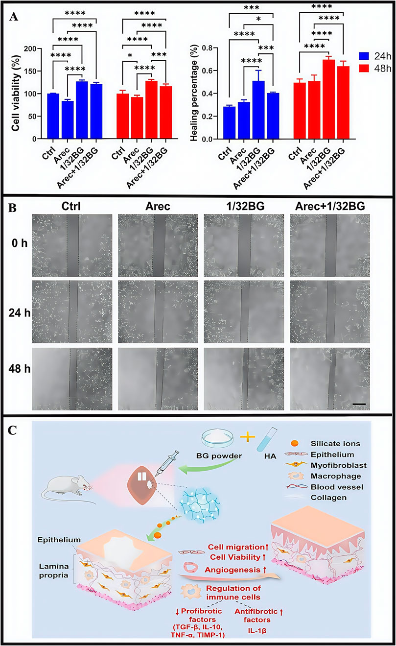 Panel A presents bar graphs comparing cell viability and healing percentages under various treatments over twenty-four and forty-eight hours, with statistical significance indicated. Panel B shows a series of microscope images depicting wound healing at 0, 24, and 48 hours for four different treatments: Ctrl, Arec, 1/32BG, and Arec+1/32BG. Panel C is an illustration depicting the effects of BG powder combined with HA on tissue healing, highlighting increased cell migration, viability, angiogenesis, and regulation of profibrotic and antifibrotic factors. The diagram includes labeled elements such as epithelium, myofibroblast, macrophage, blood vessel, and collagen.