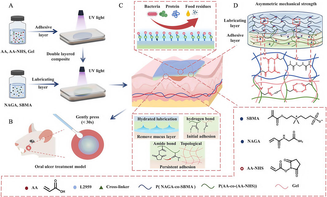 Diagram illustrating an oral ulcer treatment model using a double-layered composite. Panel A shows the creation of adhesive and lubricating layers with AA, AA-NHS, gel, NAGA, and SBMA, activated by UV light. Panel B displays application on a model, with gentle pressing for less than thirty seconds. Panel C details resistance to bacteria, protein, and food residues, highlighting hydrated lubrication and hydrogen bonds for adhesion. Panel D depicts asymmetric mechanical strength, featuring molecular structures of SBMA, NAGA, AA-NHS, and their interactions.