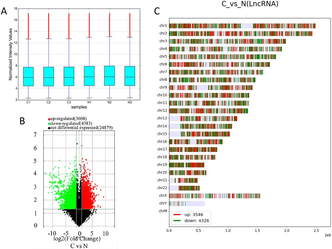 Panel A shows a box plot of normalized intensity values for samples C1, C2, C3, N1, N2, and N3. Panel B features a volcano plot with red, green, and black dots indicating up-regulated, down-regulated, and non-differentially expressed genes, respectively. Panel C presents a bar chart comparing up-regulated (red) and down-regulated (green) long non-coding RNAs (lncRNAs) across chromosomes.