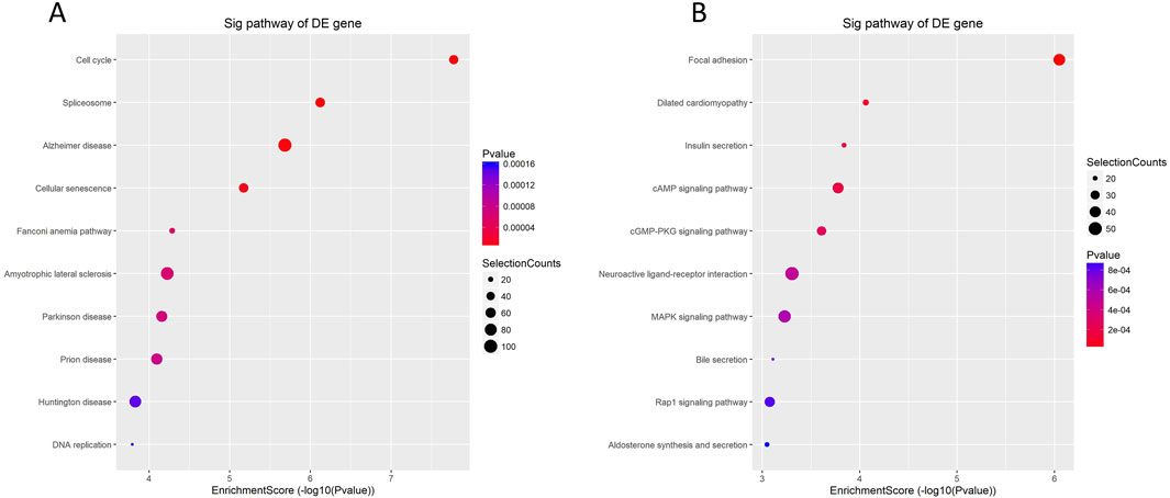 Two bubble plots labeled A and B showing significant pathways of differentially expressed genes. Both graphs plot enrichment score against various biological pathways. Bubble size indicates selection counts, and color represents p-value. Panel A includes pathways like spliceosome and Alzheimer disease; Panel B includes pathways like dilated cardiomyopathy and cAMP signaling. Color gradient ranges from blue (higher p-value) to red (lower p-value), with larger bubbles indicating higher selection counts.