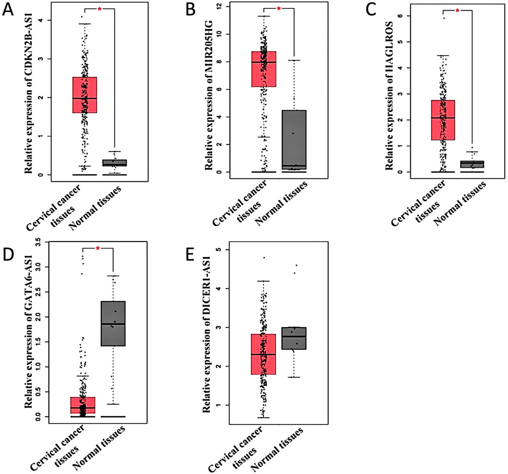Box plots labeled A to E compare the relative expression levels of different genes between cervical cancer tissues and normal tissues. A shows CDKN2B-AS1, B shows MIR205HG, C shows HAGLROS, D shows GATA6-AS1, and E shows DICER1-AS1. In all plots except E, cervical cancer tissues show significantly higher gene expression compared to normal tissues, indicated by red boxes and asterisks marking statistical significance.