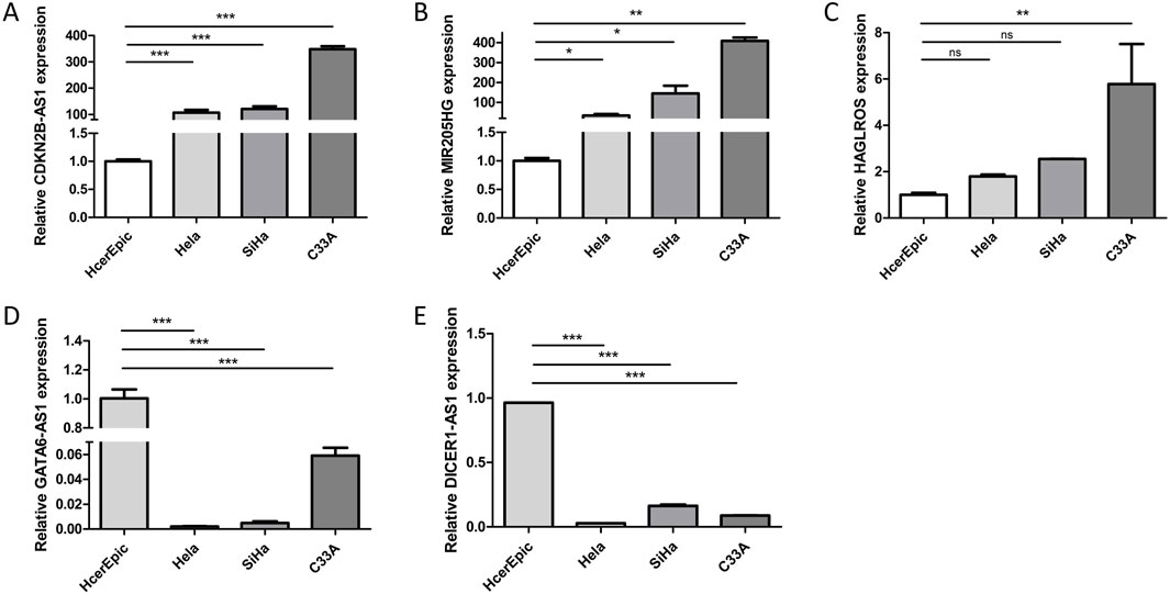Bar charts showing the relative expression levels of five genes (CDKN2B-AS1, MIR205HG, HAGLROS, GATA6-AS1, DICER1-AS1) across four cell lines: HceEpic, Hela, SiHa, and C33A. Significant differences are indicated by asterisks, and the data suggests higher expression in C33A for most genes, except for GATA6-AS1 and DICER1-AS1, which show higher expression in HceEpic.