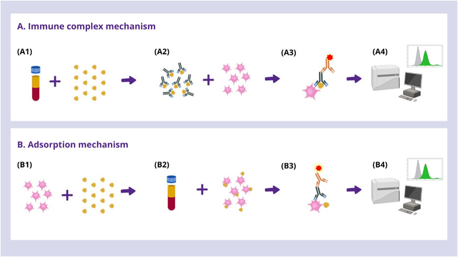 Diagram illustrating two mechanisms: (A) Immune complex mechanism shows a blood sample combined with particles to form complexes, leading to analysis by flow cytometry. (B) Adsorption mechanism illustrates particles mixing with cells, forming labeled complexes for similar analysis. Both processes are depicted step-by-step with arrows between each stage, ending with a computer showing results.