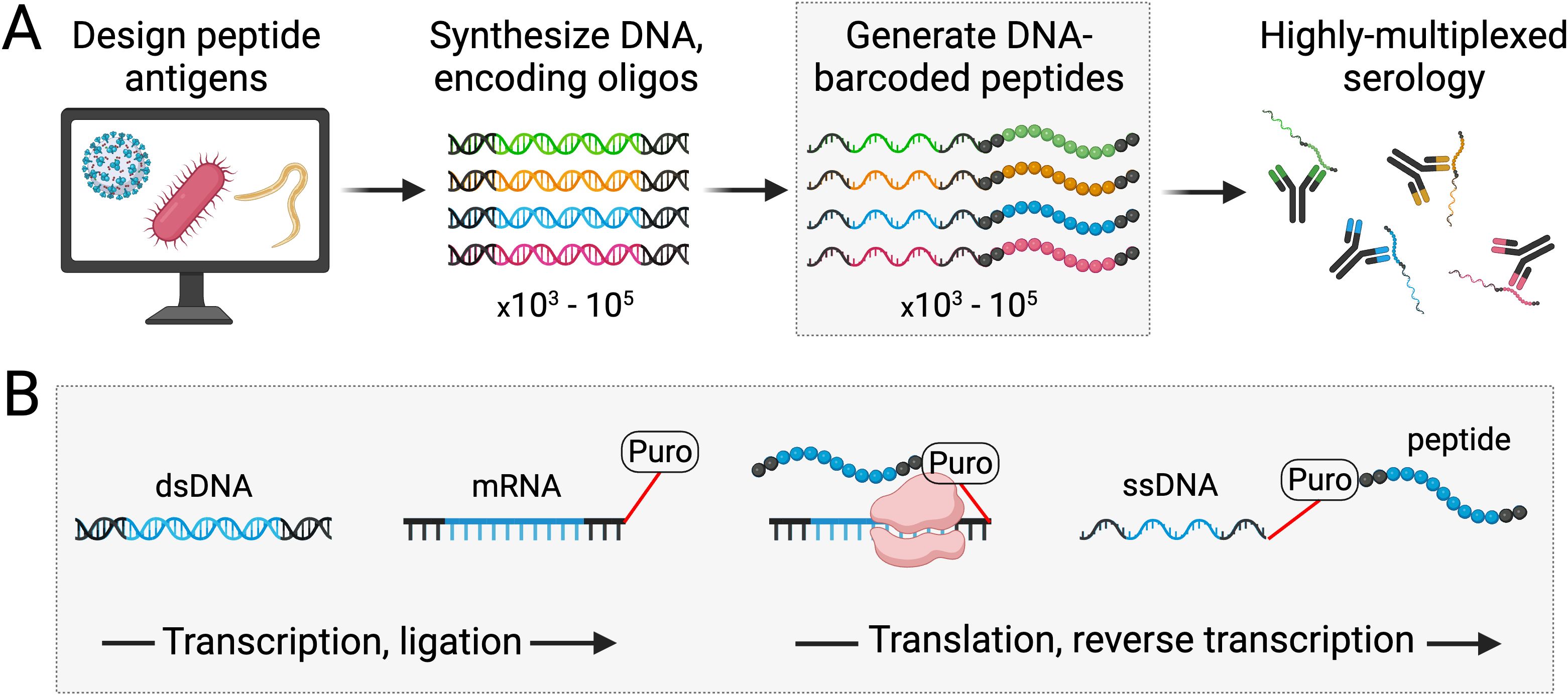 Diagram illustrating the process of designing and synthesizing peptide antigens for highly-multiplexed serology using PepSeq. Panel A shows steps from designing peptides to generating DNA-barcoded peptides and running serology assays. Panel B outlines the transcription, translation, and reverse transcription steps, depicting the conversion from double-stranded DNA to mRNA, and DNA-barcoded peptide.