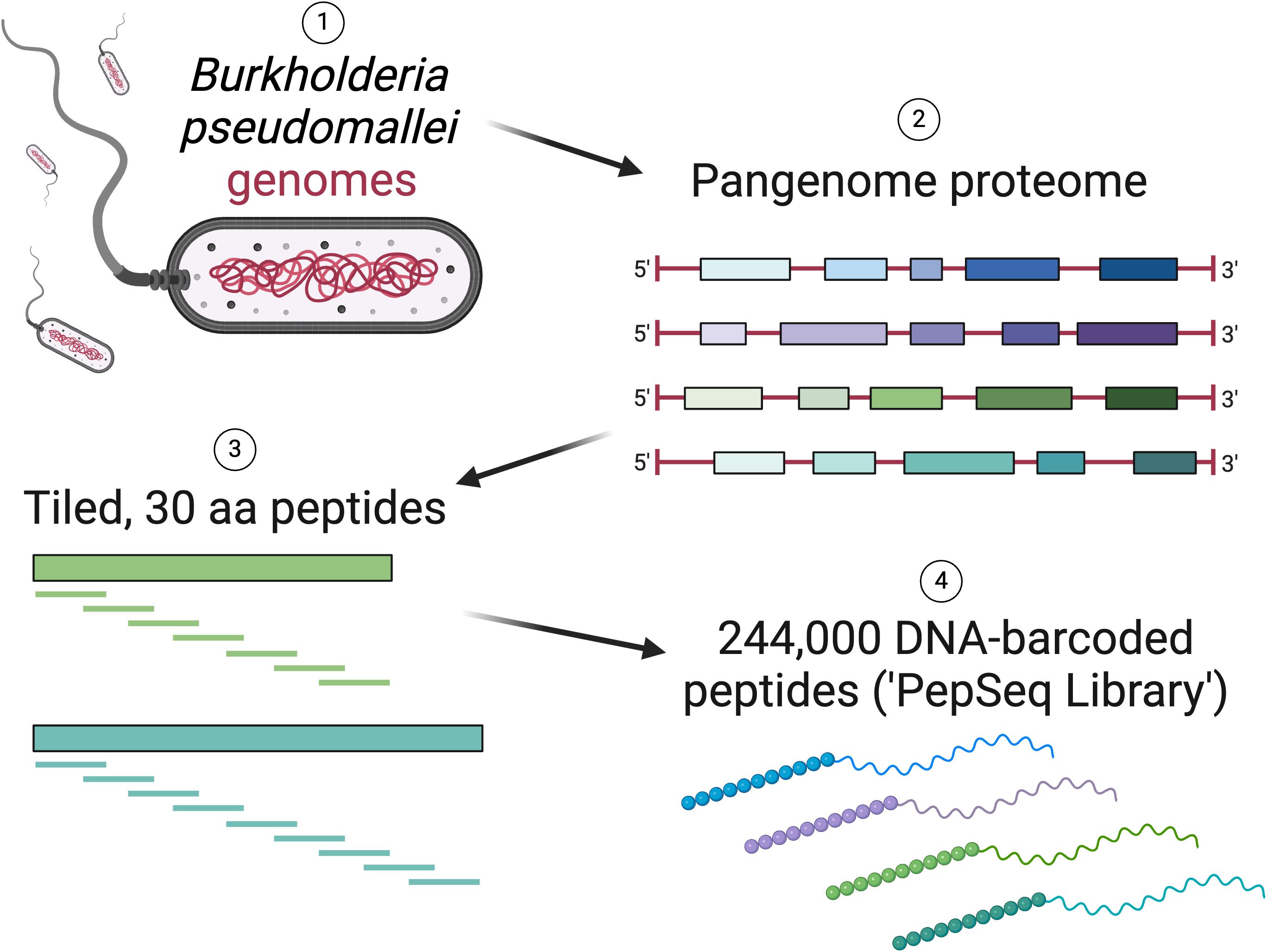 Four-panel image showing various data visualizations related to PepSeq analysis using the BKP1 library. Panel A displays a scatter plot of positive predictive value against sensitivity with data points in different colors representing different proteins. Panel B contains a line graph of sensitivity plotted against one minus specificity, with lines indicating individual and aggregate results. Panel C presents a dot plot of Z scores for different peptide IDs, comparing US controls and Melioidosis cases. Panel D consists of heat maps showing amino acid positions against Z scores for specific proteins in Melioidosis cases. A key indicates the color coding for proteins in panels A and C.