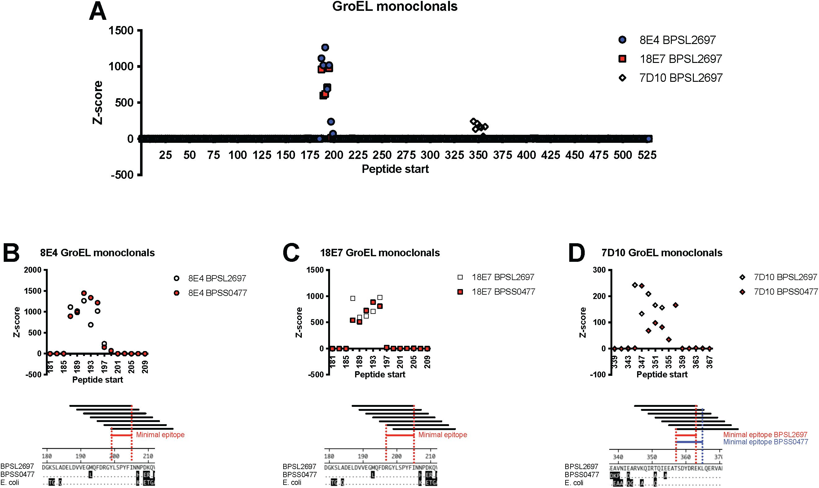 Graphs A to D show Z-scores of peptide start positions for GroEL monoclonals, labeled 8E4, 18E7, and 7D10, with different markers. Each subfigure has a lower section indicating minimal epitopes, aligning specific amino acid sequences for BPSL2697, BPSS0477, and E. coli.
