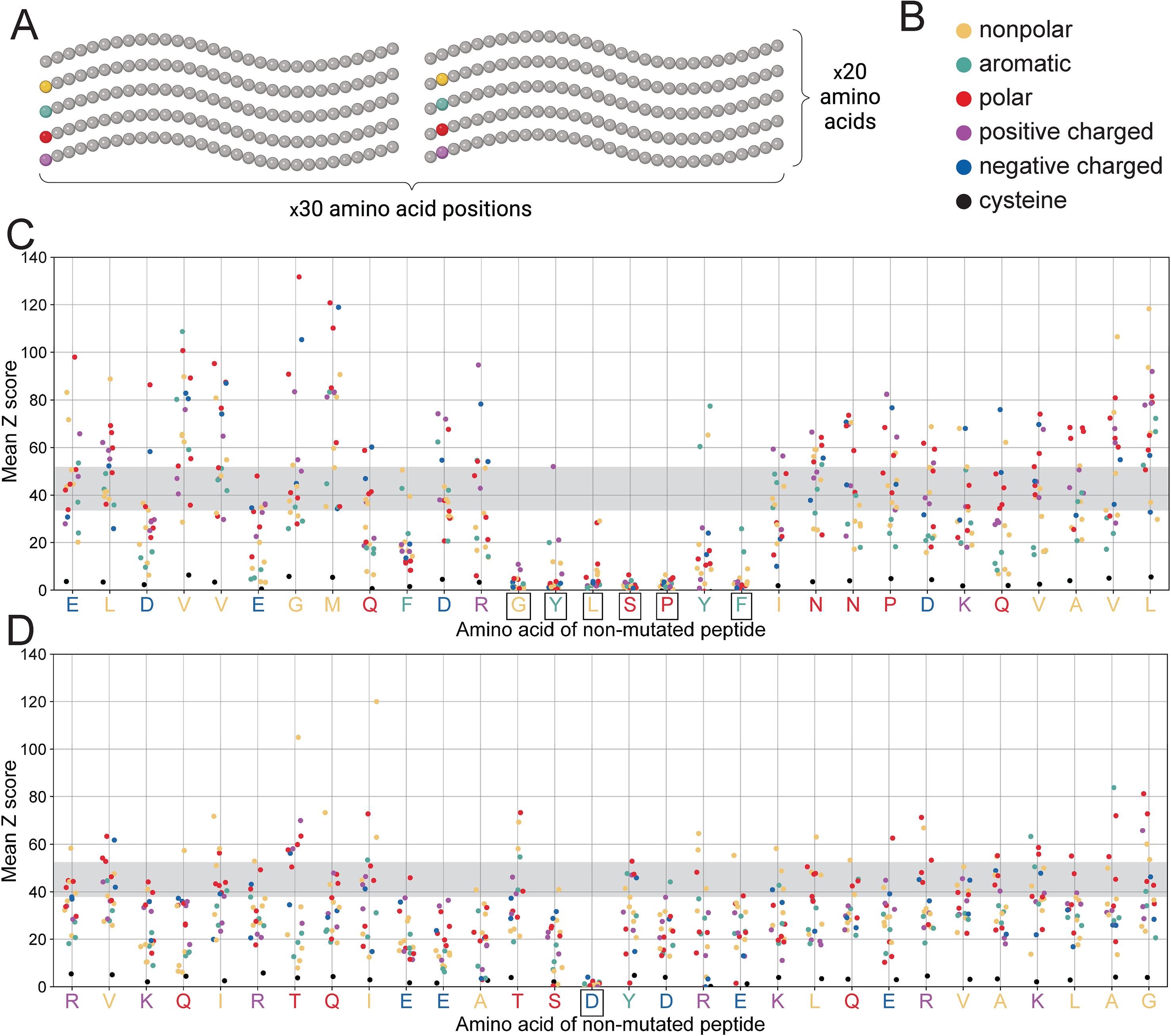 Diagram illustrating amino acid composition and mutational analysis. Panel A shows repeated sequences of amino acids, each with 30 positions. Panel B provides a color key: nonpolar, aromatic, polar, positive charged, negative charged, and cysteine. Panel C displays a scatter plot of mean Z scores for various amino acids introduced into a parent peptide, with diverse positions showing varied scores. Panel D presents a similar scatter plot for a different amino acid sequence, highlighting differences in mutational impacts across positions.