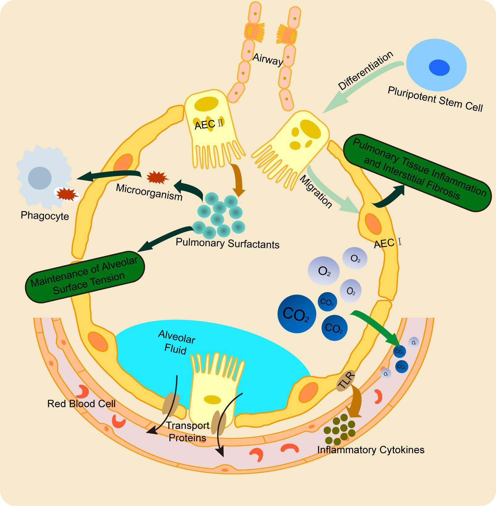 Diagram illustrating the biological processes in the alveoli. Shows pluripotent stem cell differentiation, AEC I and II migration, microorganism response, and pulmonary surfactant roles. Depicts Oâ‚‚ and COâ‚‚ exchange, alveolar fluid, inflammatory cytokines, and transport proteins. Highlights maintenance of alveolar surface tension and pulmonary tissue inflammation pathways.