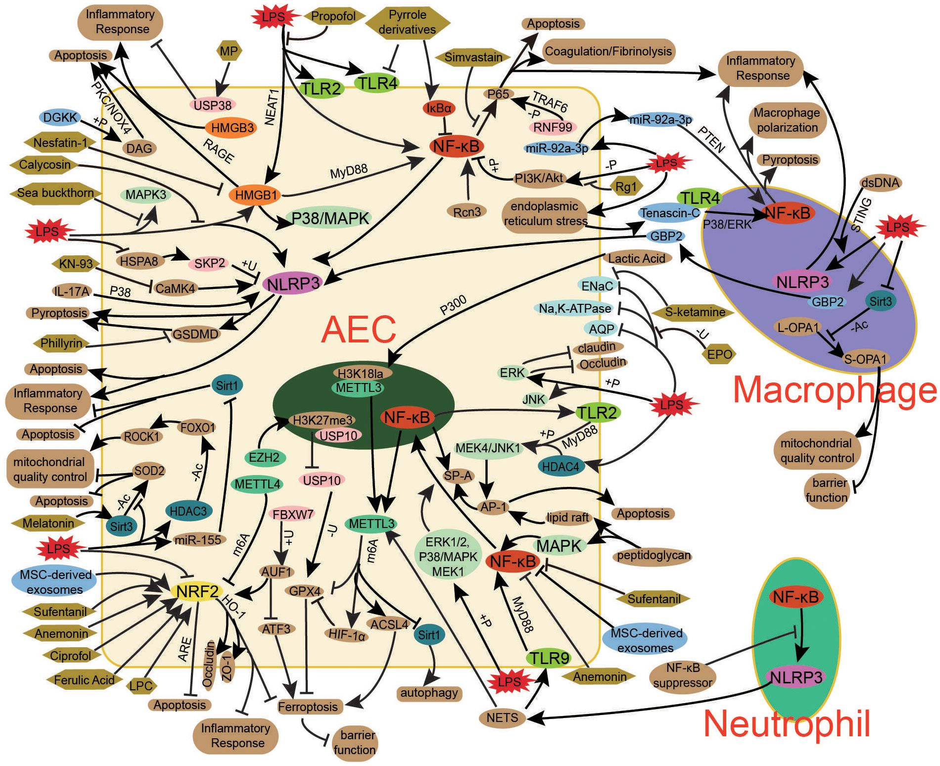 Complex biochemical pathway diagram depicting interactions between various proteins, pathways, and responses. Key components include NF-κB, TLR2, TLR4, and NLRP3, involved in processes like inflammatory response, apoptosis, and mitochondrial quality control across cells such as AEC, macrophages, and neutrophils. Arrows indicate activation or inhibition, with various factors like LPS, propofol, and sea buckthorn shown impacting the pathways.