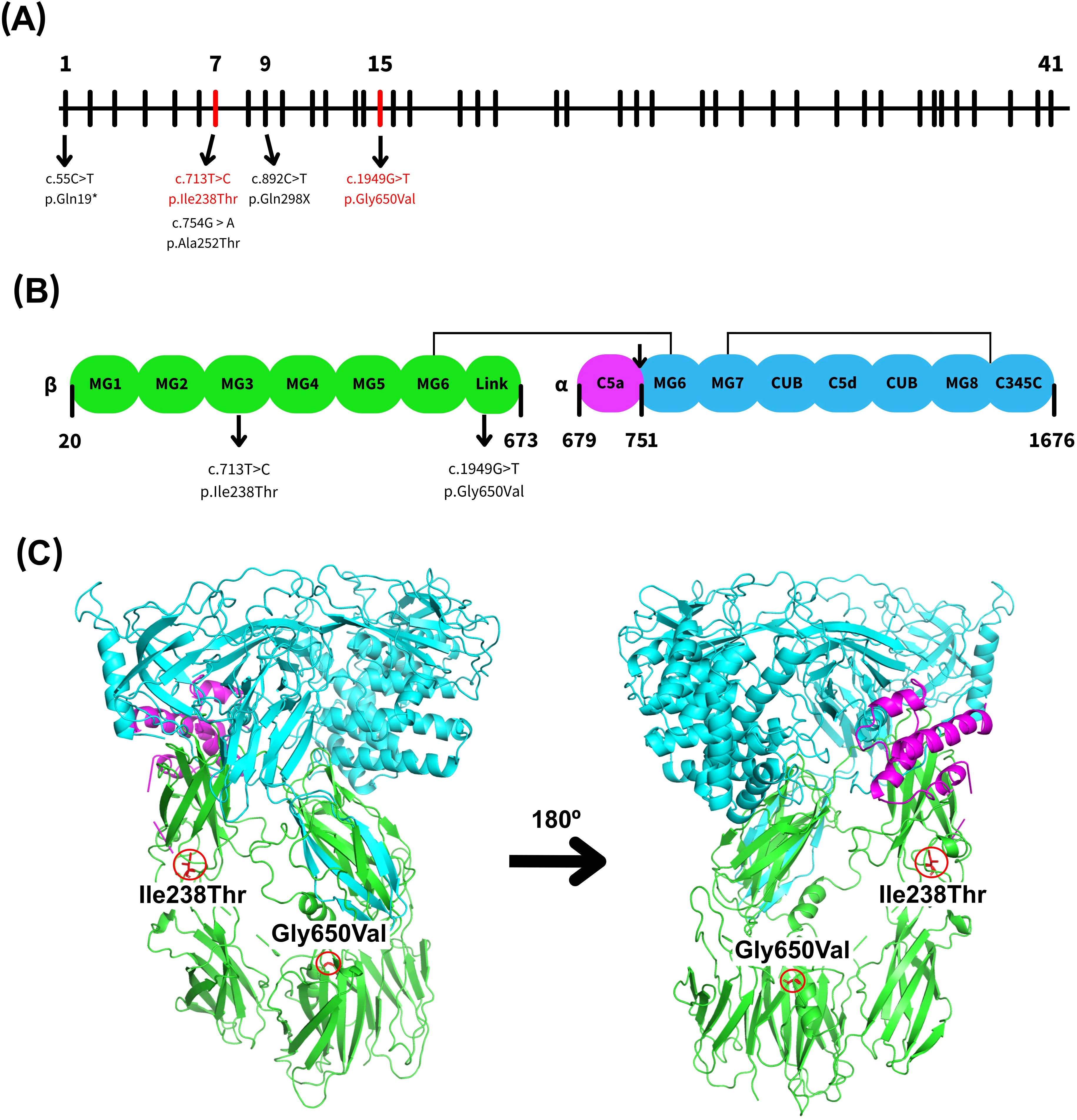 Diagram displaying three panels: (A) Schematic of gene exons with arrows pointing to specific mutations c.713T>C, p.Ile238Thr, c.1949G>T, p.Gly650Val. (B) Structural domains of a protein with mutation annotations. (C) 3D protein structure highlighting mutations Ile238Thr and Gly650Val, shown in two views rotated 180 degrees.