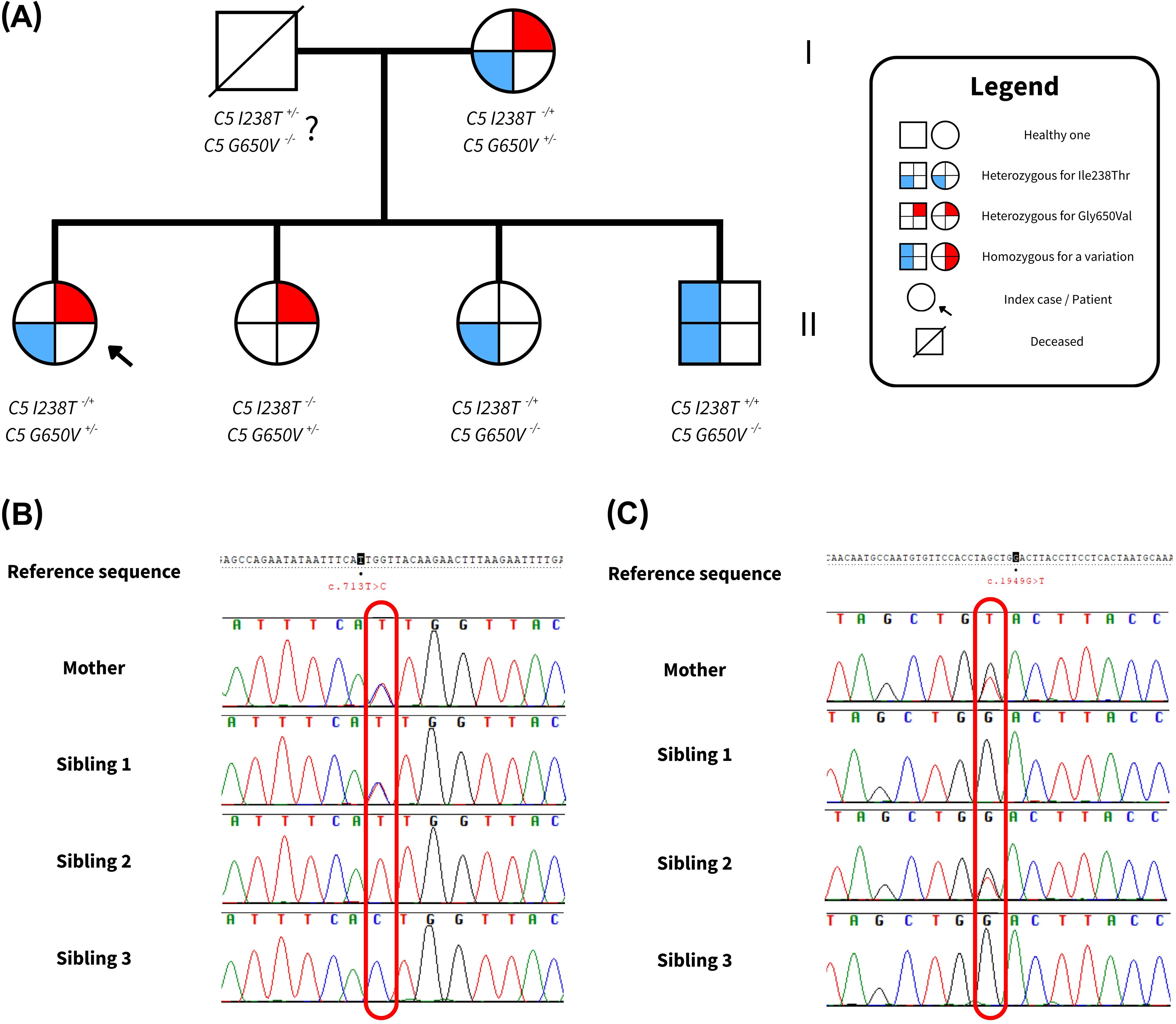 Pedigree chart and genetic sequencing data. (A) Pedigree chart showing genetic variants C5 I238T and C5 G650V among family members, with a legend indicating different genotypes and statuses such as healthy, heterozygous, and homozygous for variations. (B and C) DNA sequencing chromatograms for a mother and three siblings, with annotations showing specific nucleotide changes related to the genetic variants.