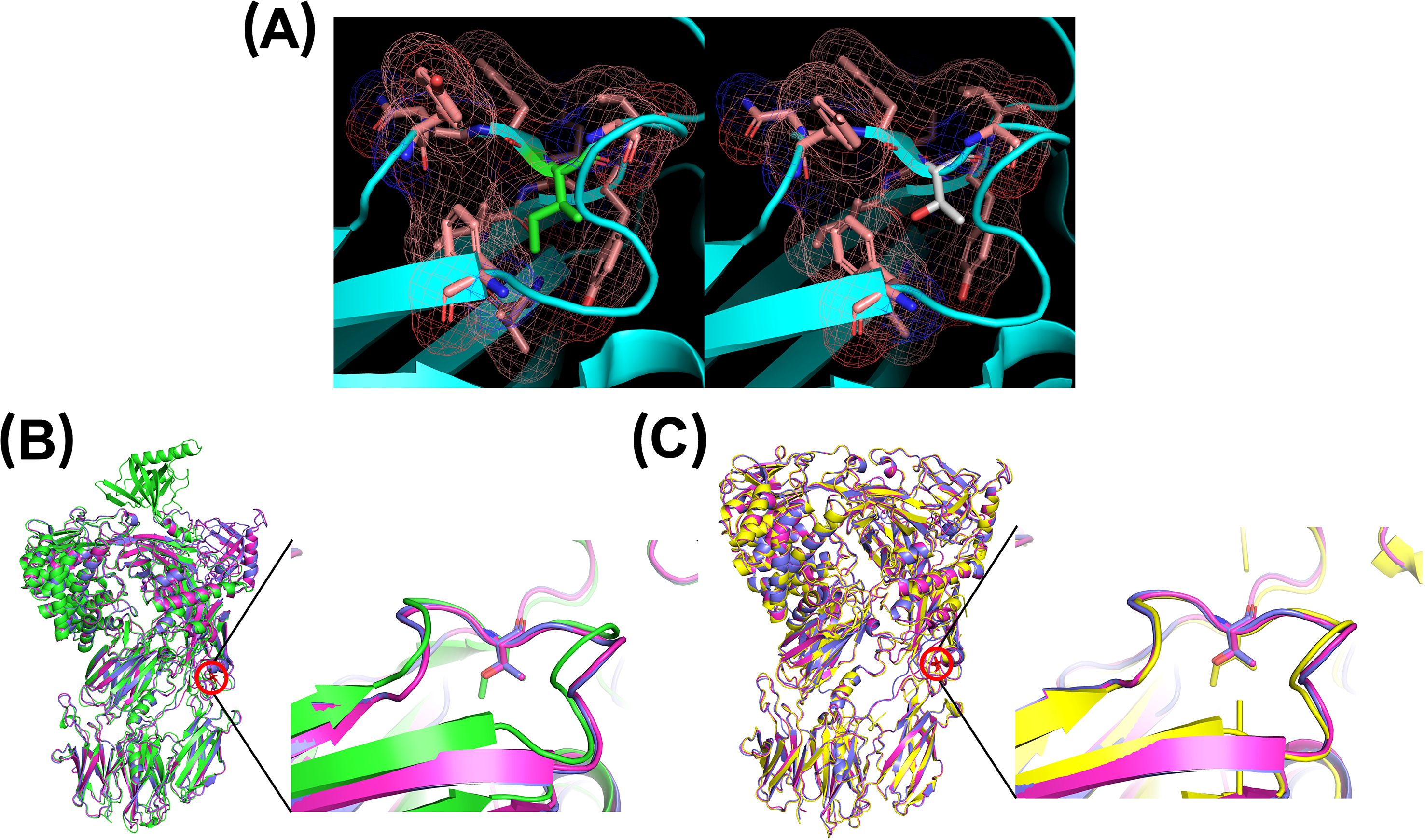 Panel showing three protein structures. (A) Two molecular structures with models in blue and green, highlighting the environment in pink. (B) Superimposed protein models shown in green and purple, with a zoomed-in view of a specific part. (C) Superimposed protein models in yellow and purple, also highlighting a specific region.