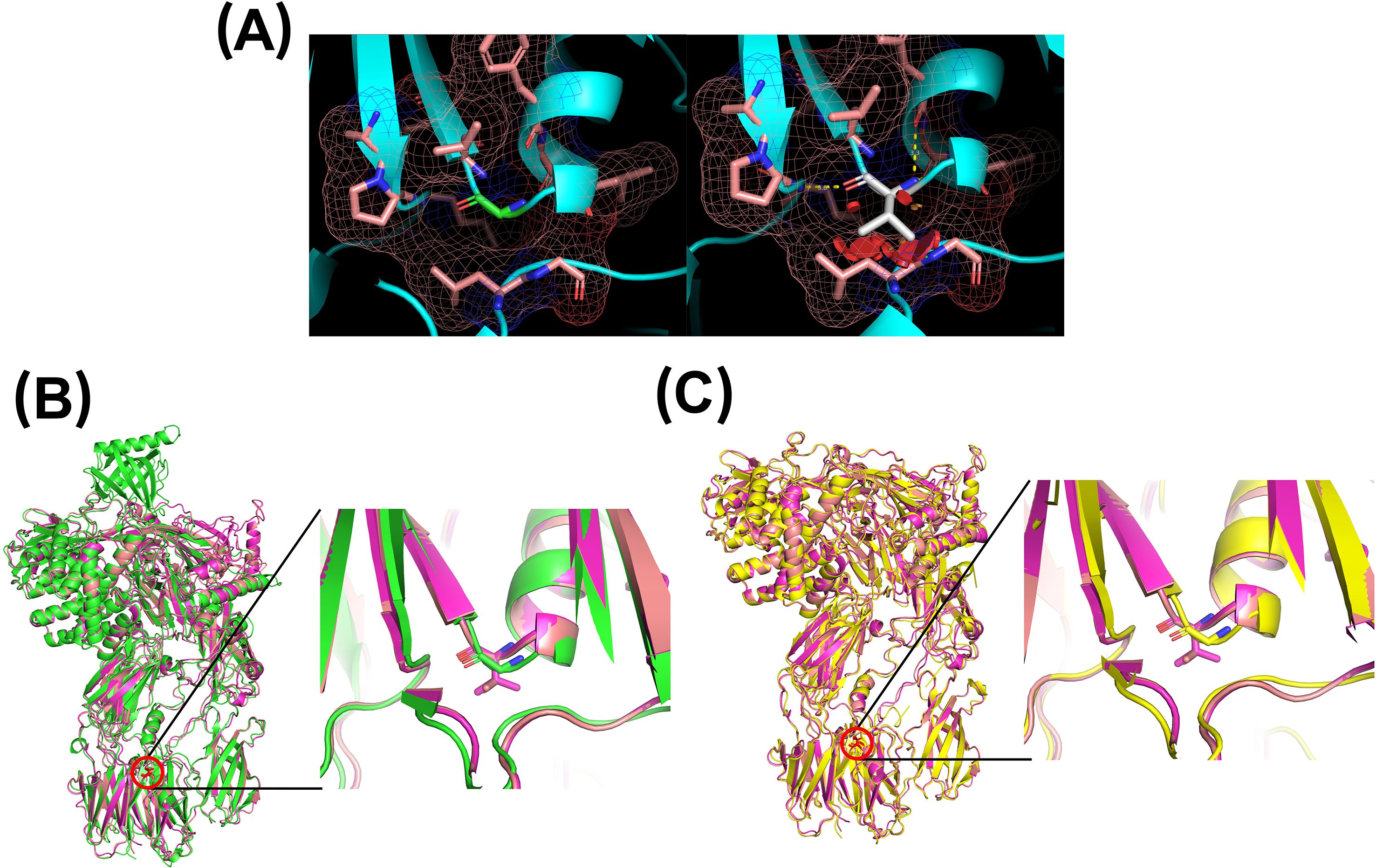 Three-panel graphic showing protein structures. Panel (A) features molecular models with pink, blue, and green components, highlighting the environment. Panel (B) depicts a green and magenta superimposed protein structure with a detailed inset focusing on a specific region. Panel (C) shows yellow and pink proteins with an inset highlighting a detailed section.