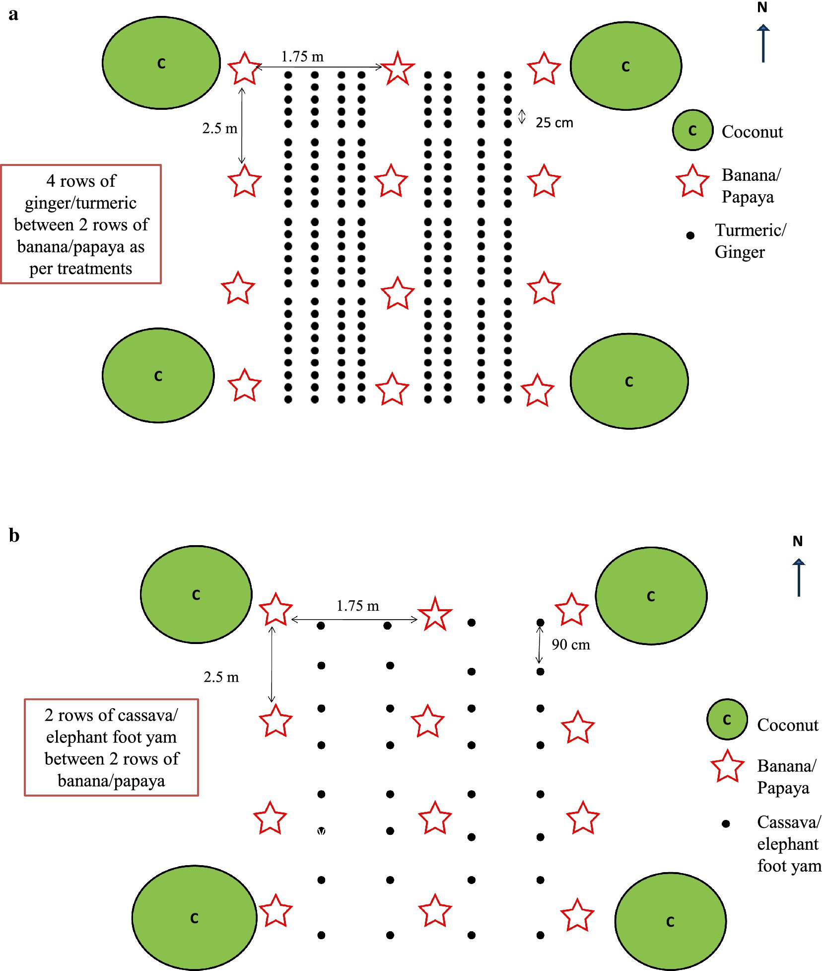 Two diagrams labeled a and b demonstrate cropping patterns. Diagram a: Four rows of ginger or turmeric are situated between two rows of banana or papaya, with coconuts marked as green circles. Diagram b: Two rows of cassava or elephant foot yam are placed between two rows of banana or papaya, also with coconuts. Both diagrams indicate spatial measurements and orientation.