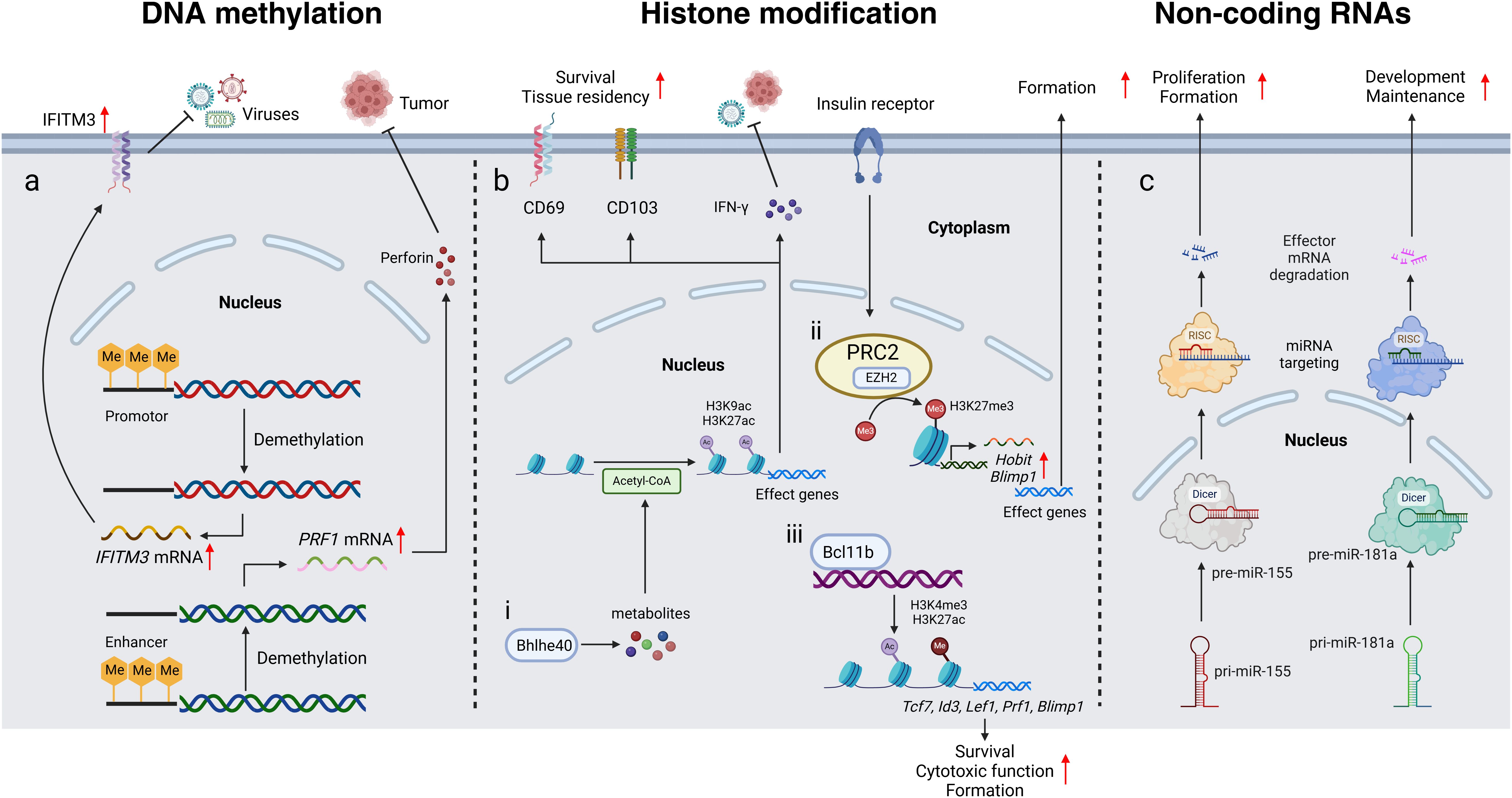 Diagram illustrating three mechanisms: DNA methylation, histone modification, and non-coding RNAs. The DNA methylation panel shows antiviral and tumor resistance gene upregulation through demethylation. The histone modification section details gene expression changes and survival through acetylation and methylation, involving PRC2 and metabolites. The non-coding RNAs segment describes miRNA roles in mRNA degradation, impacting cell proliferation and maintenance. Each part highlights molecular interactions influencing gene expression and cellular functions.