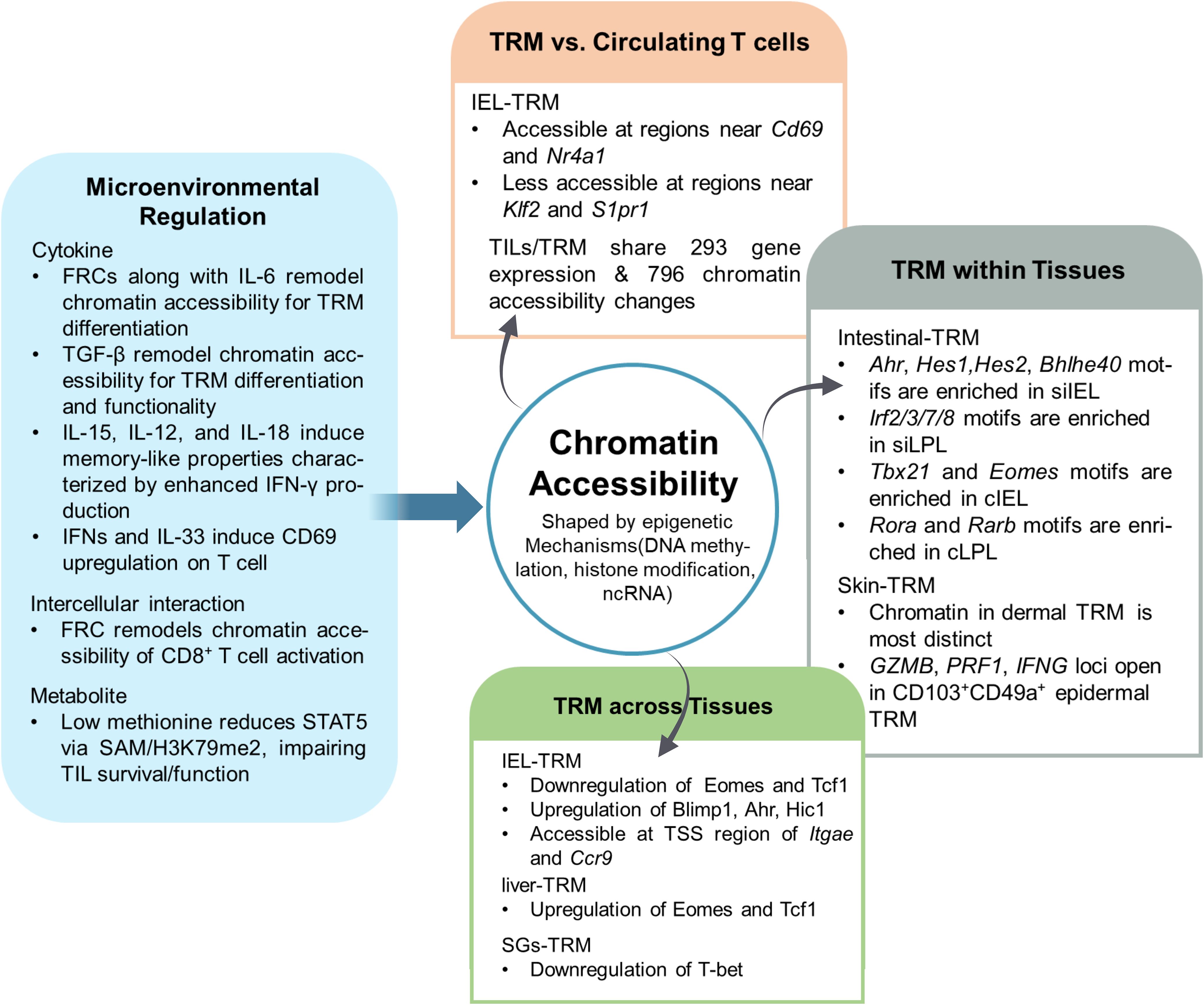Diagram depicts how microenvironmental cues regulate TRM cells by modulating chromatin accessibility. This regulation results in transcriptional and functional differences across three dimensions: (1) between TRM and circulating T cells, (2) among TRM located in different tissues, and (3) among TRM residing within the same tissue. These context-specific changes highlight the role of the tissue environment in shaping TRM identity and heterogeneity.