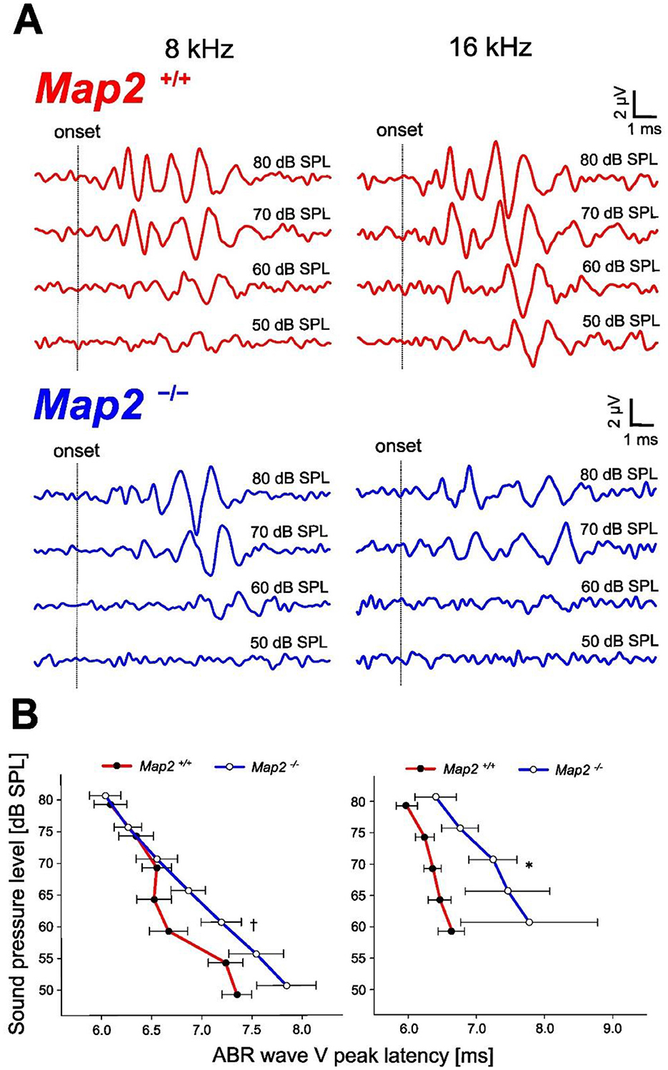 Graphs illustrating auditory brainstem responses (ABR) in Map2 +/+ (red) and Map2 -/- (blue) mice. Panel A shows waveform responses at 8 kHz and 16 kHz across different sound pressure levels. Panel B presents ABR wave V peak latency versus sound pressure level, highlighting differences between the groups with marked annotations for significant findings.