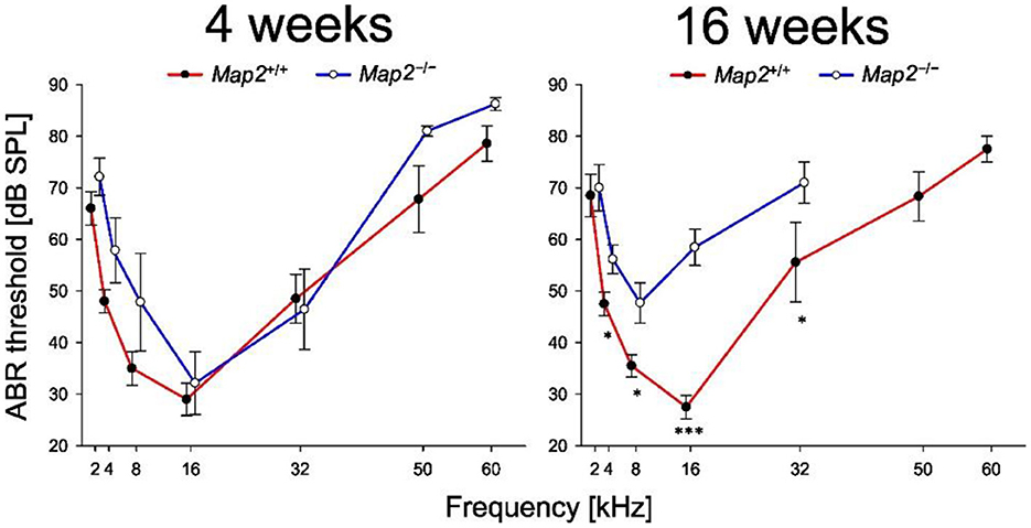 Graphs showing auditory brainstem response (ABR) thresholds in decibels sound pressure level (dB SPL) across frequencies from 2 to 60 kilohertz (kHz) for Map2+/+ and Map2-/- mice at 4 and 16 weeks. At 4 weeks, both genotypes have similar thresholds. At 16 weeks, Map2-/- mice show higher thresholds, indicating hearing loss. Error bars represent standard deviations.