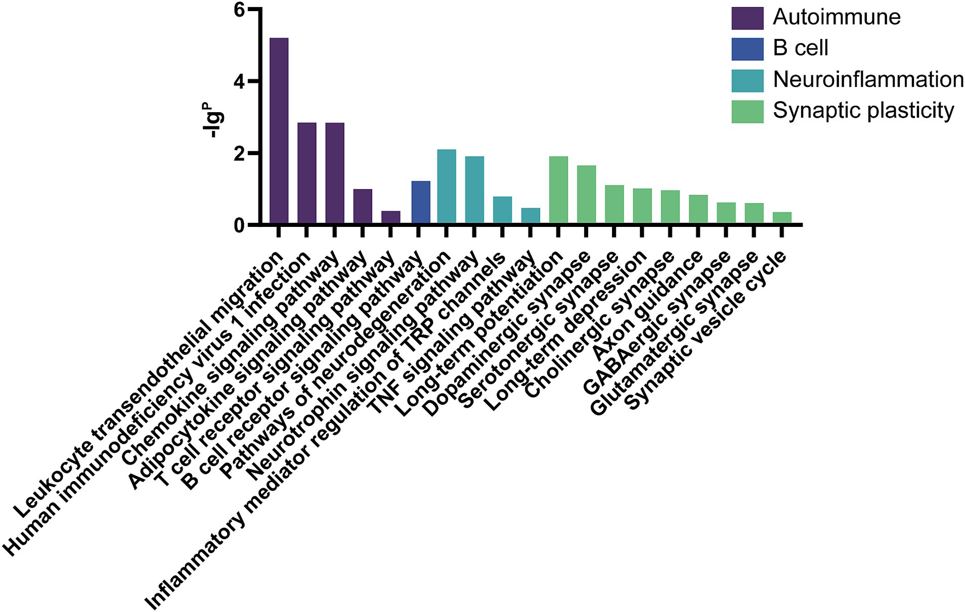 Bar chart displaying pathway analysis with categories in purple, blue, teal, and green, representing autoimmune, B cell, neuroinflammation, and synaptic plasticity, respectively. Each bar's height indicates the significance of the -log p-values for various biological pathways, such as leukocyte transendothelial migration and synaptic vesicle cycle, listed along the x-axis.