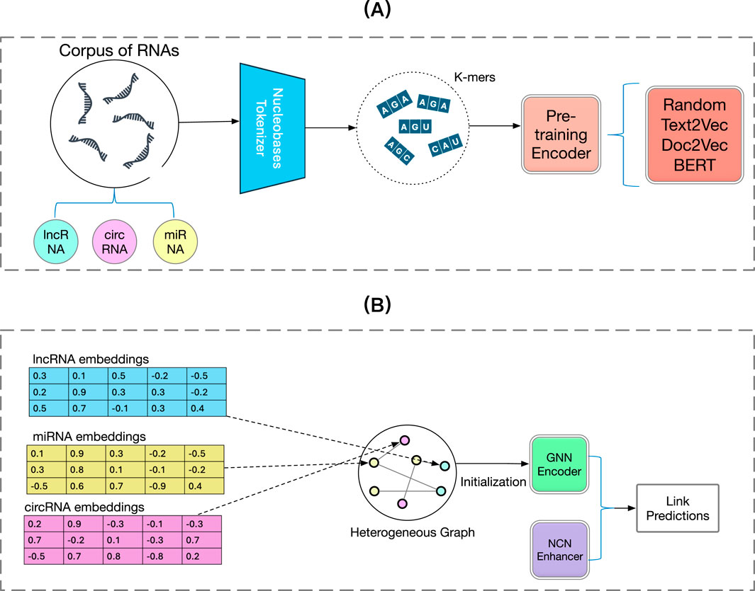 Diagram of a two-stage model for RNA processing. In the pre-training stage, a corpus of RNAs, including lncRNA, circRNA, and miRNA, is tokenized into nucleobases and processed into K-mers. These K-mers are encoded with a pre-training encoder using models like Random, Text2Vec, Doc2Vec, and BERT. In the fine-tuning stage, embeddings for lncRNA, miRNA, and circRNA are initialized in a heterogeneous graph and processed through a GNN encoder and NCN enhancer for link predictions.