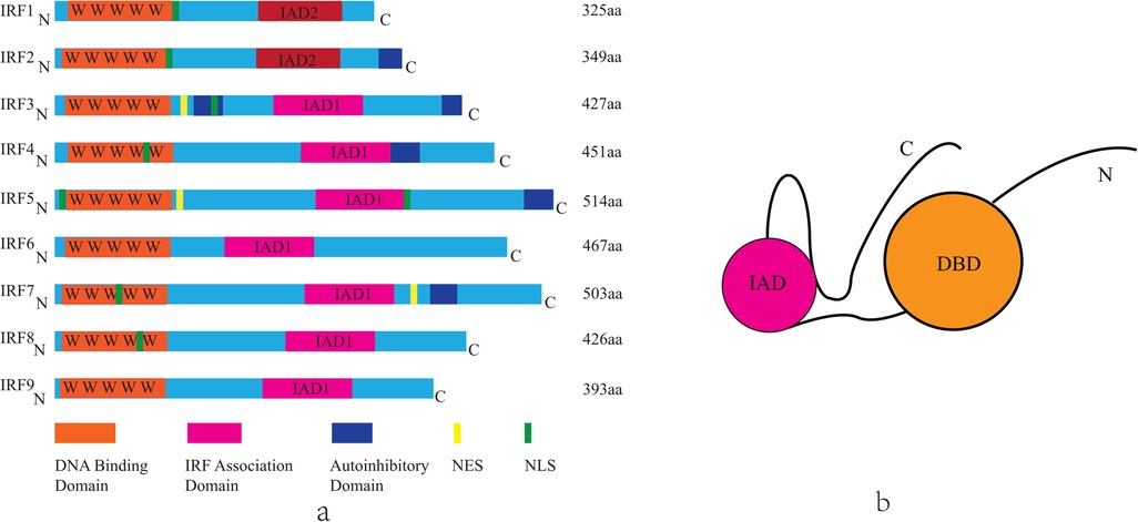 Diagram showing the domain structures of IRF proteins (IRF1 to IRF9), highlighting DNA Binding Domain (orange), IRF Association Domain (pink), Autoinhibitory Domain (blue), with annotations for NES (yellow) and NLS (green). Each protein is labeled with N and C termini and the length in amino acids. An additional schematic illustrates the arrangement of domains, showing IAD next to DBD with connectors.