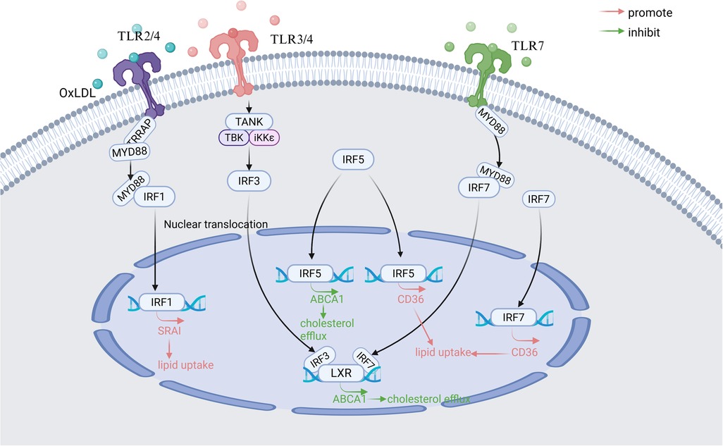 Diagram illustrating signaling pathways involving Toll-Like Receptors (TLRs) and the influence on lipid metabolism. TLR2/4, TLR3/4, and TLR7 pathways lead to activation of IRF1, IRF3, IRF5, and IRF7, causing nuclear translocation. The processes promote or inhibit lipid uptake and cholesterol efflux. Key mediators include MYD88, TRRAP, TANK, TBK, and IKK. Cholesterol efflux is promoted by ABCA1 and inhibited by CD36.