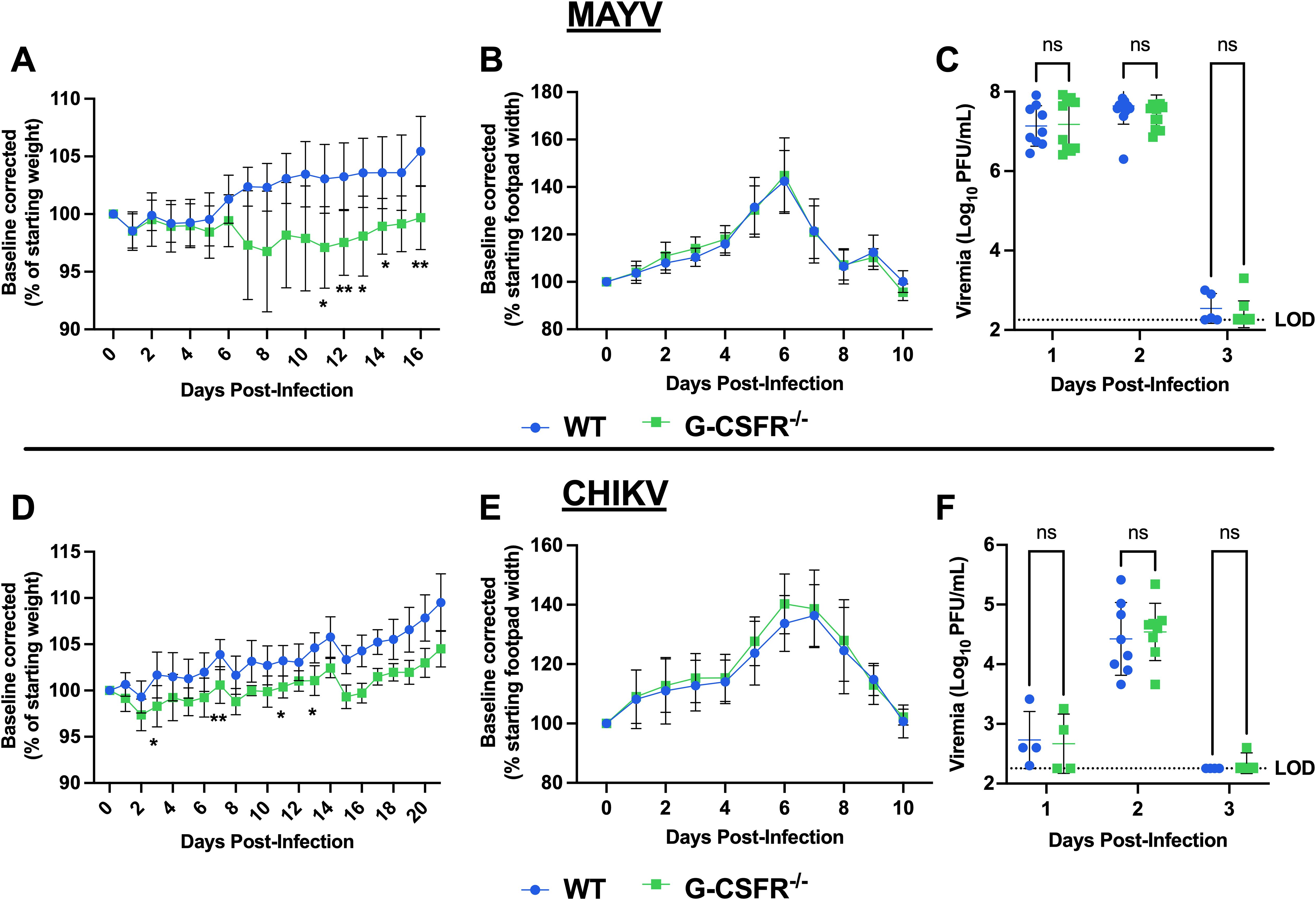 Graphs showing the effects of MAYV and CHIKV infections on weight, footpad width, and viremia over time in WT and G-CSFR-/- mice. Panels A and D depict percentage weight change, panels B and E show footpad swelling, and panels C and F present viremia levels, illustrating differences between WT and G-CSFR-/- groups. Significant differences are indicated by asterisks.