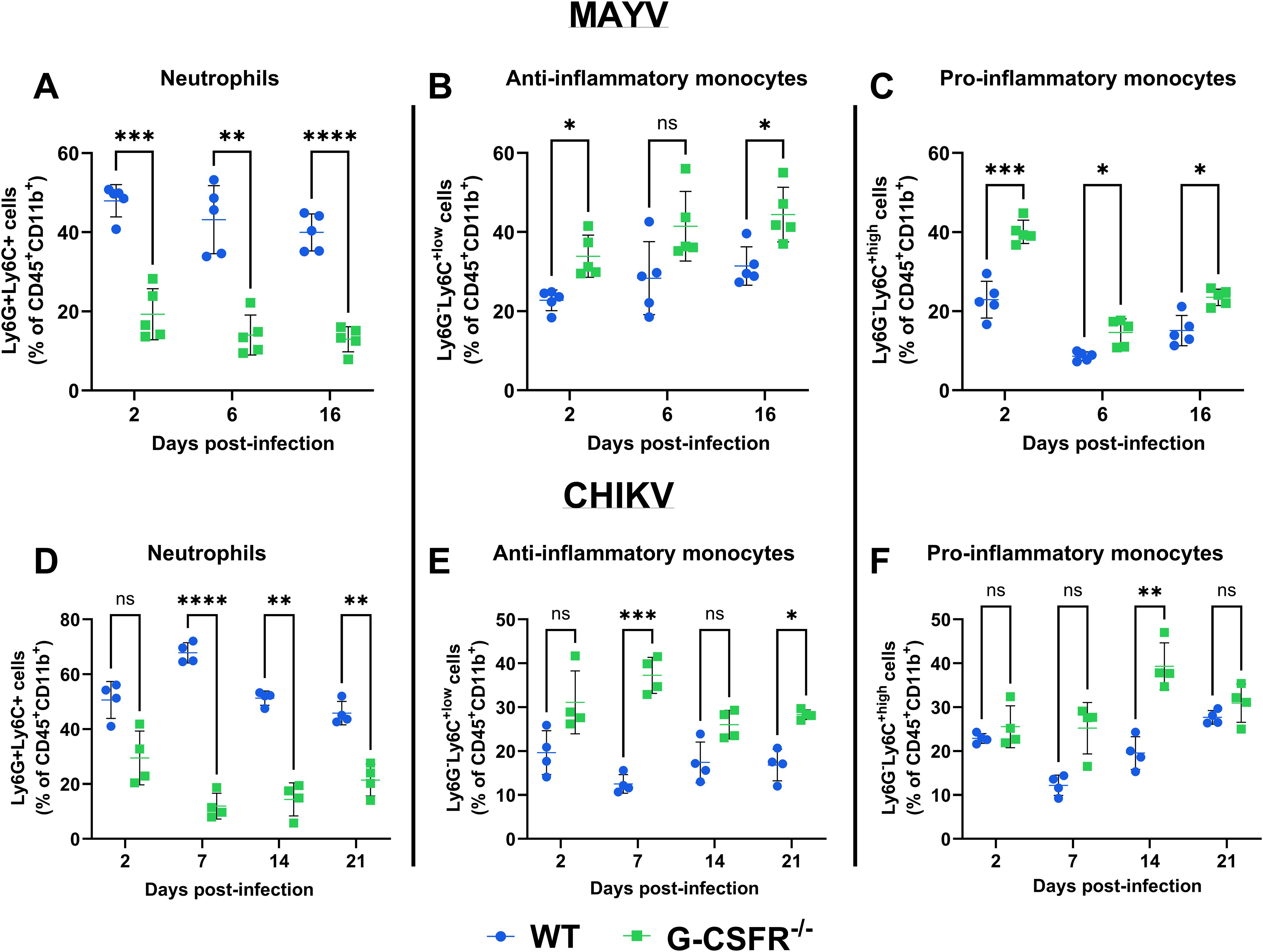 Bar graphs showing immune cell responses in MAYV and CHIKV infections. Panels A-C display data for MAYV, and panels D-F for CHIKV. Y-axis represents percentage of cells, and X-axis indicates days post-infection. Blue circles denote wild-type (WT) and green squares denote G-CSFR-/- mice. Significant differences marked by asterisks. Panel A shows neutrophils, B anti-inflammatory monocytes, and C pro-inflammatory monocytes for MAYV. Panel D shows neutrophils, E anti-inflammatory monocytes, and F pro-inflammatory monocytes for CHIKV. Statistical significance varies across panels.