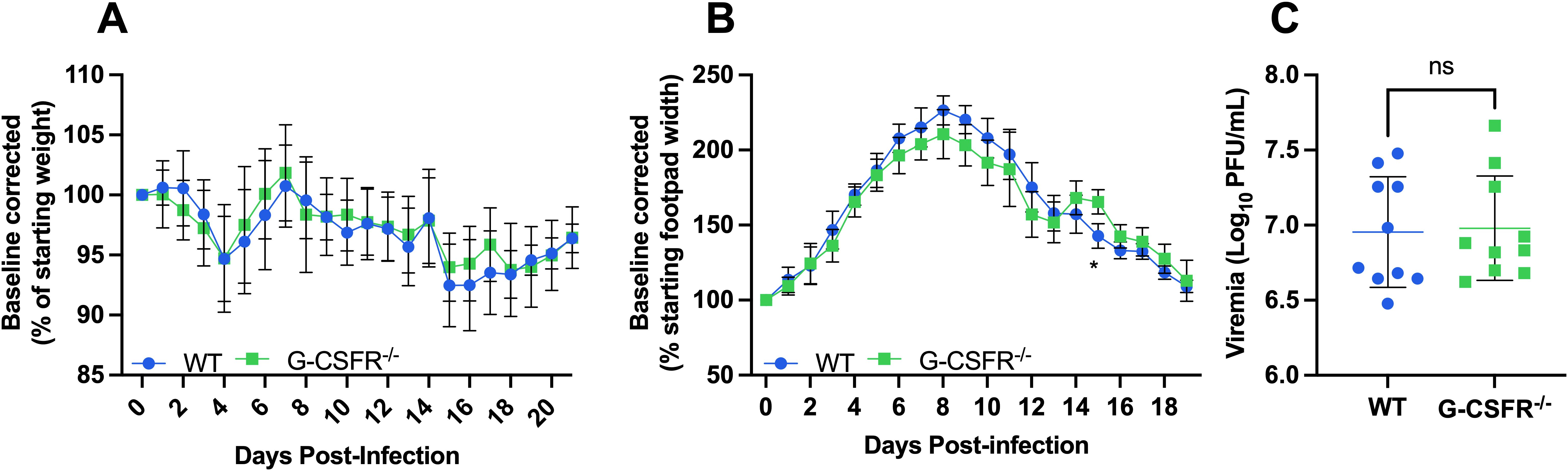Chart A shows the baseline-corrected weight percentage over 20 days post-infection, comparing WT and G-CSFR-/- groups. Chart B depicts baseline-corrected footpad width over 18 days, showing similar trends for both groups. Chart C compares viremia levels (Log10 PFU/mL) between WT and G-CSFR-/-, with no significant difference noted.
