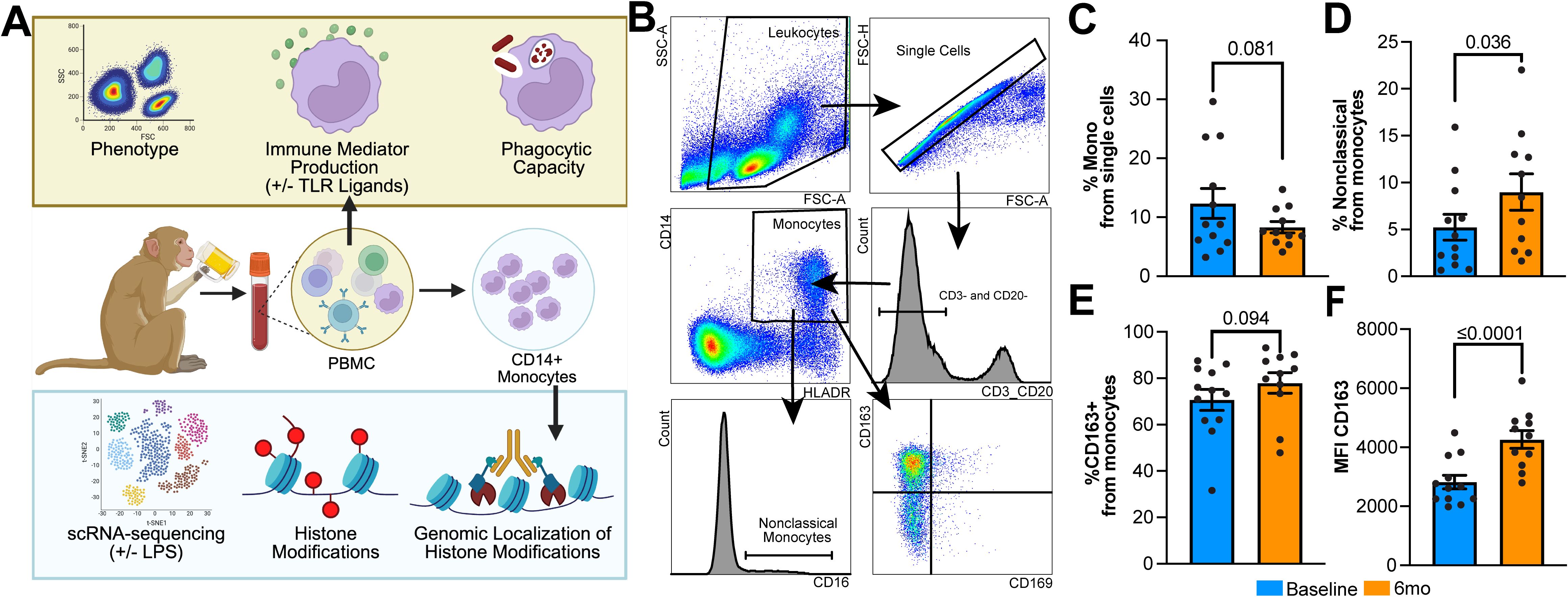Panel A depicts a monkey, blood sampling, isolation of monocytes from PBMC, and analysis of CD14+ monocytes. The illustration has multiple panels showing methodology and data analysis of CD14+ monocytes. Flow cytometry was used to determine monocyte phenotype, immune mediator production, and phagocytic capacity. scRNA-sequencing, histone modifications, and the genomic localization of histone modifications were also surveyed. Panel B presents flow cytometry gating strategy for monocytes. Panels C to F show bar graphs. Panel C displays the percentage of monocytes, D shows the percentage of non-classical monocytes, E displays the percentage of CD163+ monocytes, and F shows mean fluorescence intensity of CD163. All bar graphs compare baseline and six-month data.