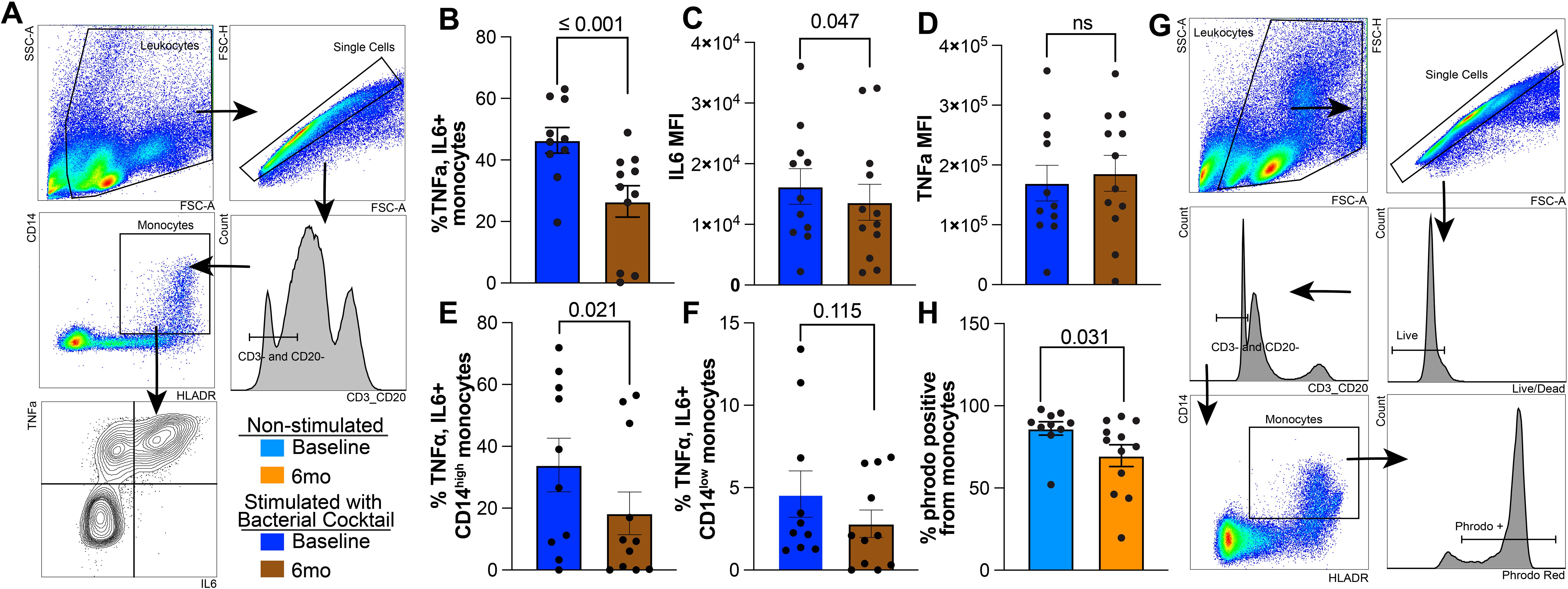 Flow cytometry data and bar graphs compare monocyte responses at baseline and six months. Panel A shows gating strategy for identifying TNFα and IL6 positive monocytes. Panels B-F display bar graphs of monocyte associated immune mediators, including TNFα and IL6 expression, after LPS stimulation. Dark blue represents samples at baseline while brown represents samples at six months. Panel G shows a gating strategy for identifying phrodo positive monocytes. Light blue represents non-stimulated samples from baseline whereas orange represents non-stimulated samples after six months.