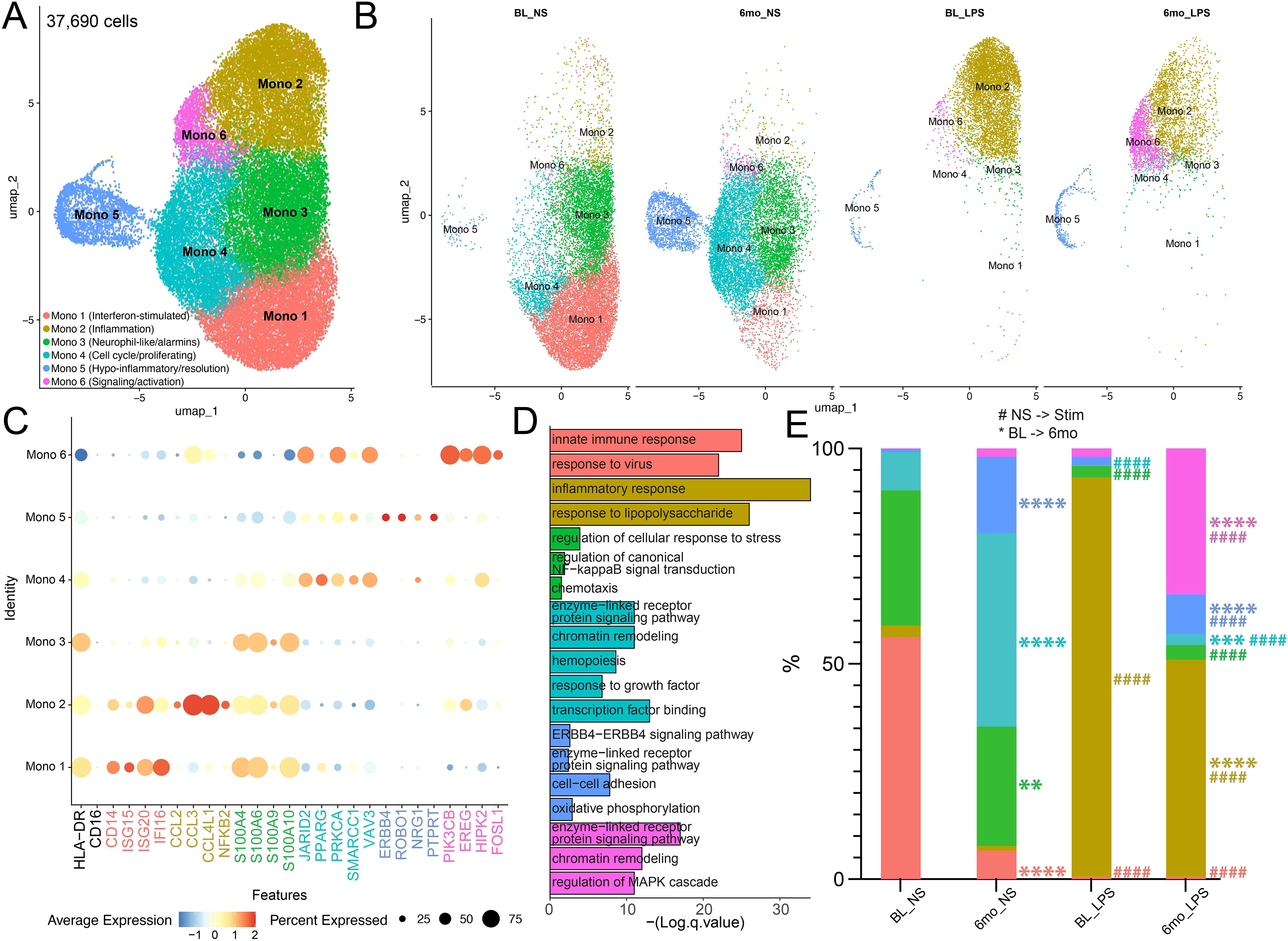 Visualization of cellular data from 37,690 cells displaying UMAP plots, dot plots, and bar graphs. Panel A shows a UMAP of six monocyte clusters; Panel B compares clusters under different sample collection and stimulation conditions; Panel C illustrates genes with high expression in each cluster used to determine identity; Panel D lists immune response pathways for each cluster; Panel E contains a bar graph indicating changes in cluster frequencies overtime.