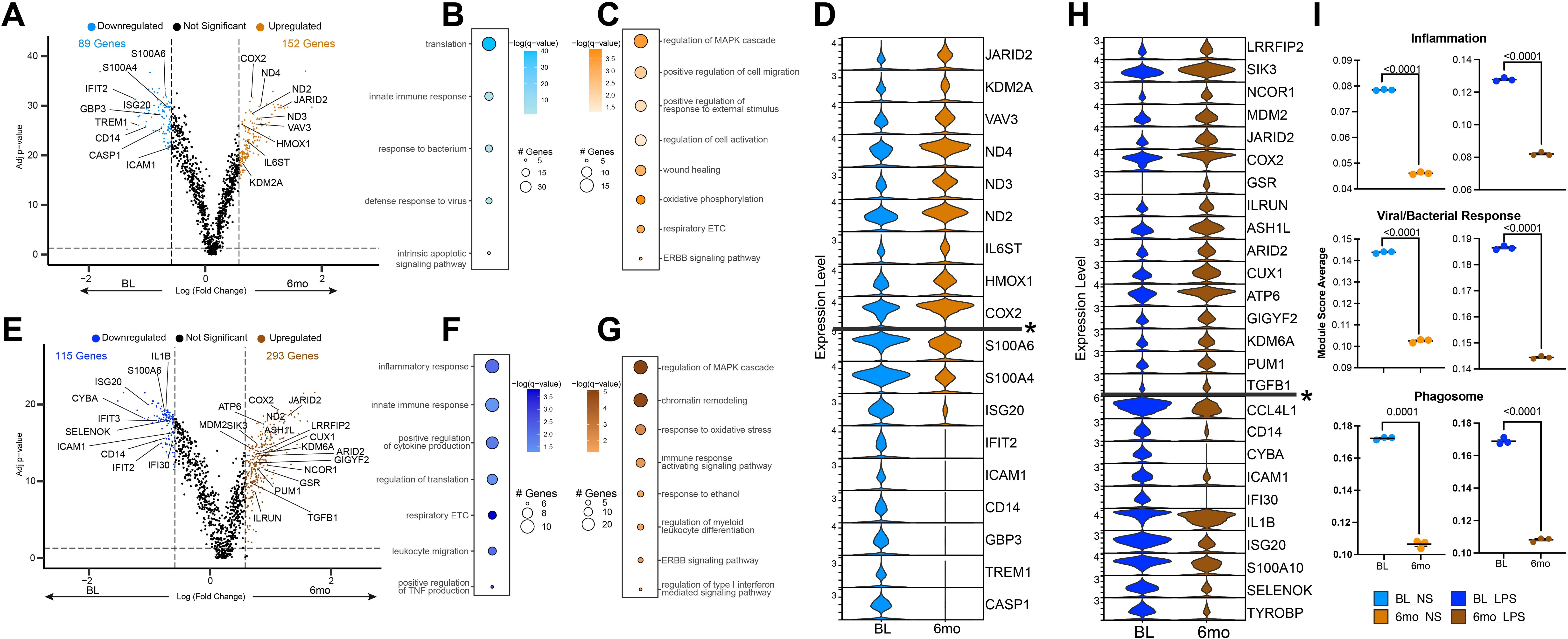 A multi-panel image displays data on gene expression and analysis. Panel A and E are volcano plots showing differentially expressed genes; blue indicates downregulated genes, and orange indicates upregulated genes. Panels B, C, F, and G feature bubble charts illustrating gene function enrichment and pathways. Panels D and H have violin plots showing expression levels of specific genes over time. Panel I contains bar graphs comparing module score averages for inflammation and response pathways with statistical significance indicated.