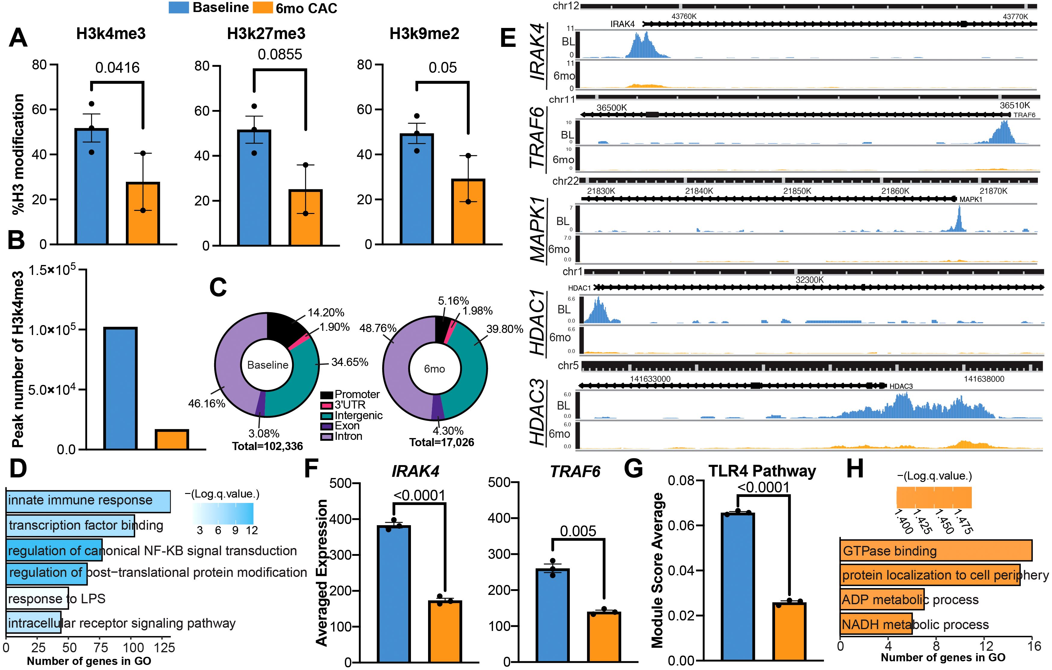 Bar charts, pie charts, and pile-up plots analyze modifications, peak distribution, and gene expression at baseline and after six months of drinking. Sections A shows bar plots of histone modifications at baseline (in light blue) and after six months of drinking (light orange). Section B illustrates reduced peak numbers of H3k4me3. Section C pie charts detail genomic distribution changes, showing a shift in genetic elements. Section D shows gene ontology terms linked to immune responses at baseline. Section E displays pile up plots for IRAK4, TRAF6, MAPK1, HDAC1, and HDAC3. Section F shows bar plots of IRAK4 and TRAF6 gene expression. Section G is a bar plot showing decreased TLR4 module scoring after six months of drinking. Section H shows gene ontology changes in binding and metabolic processes after six months.
