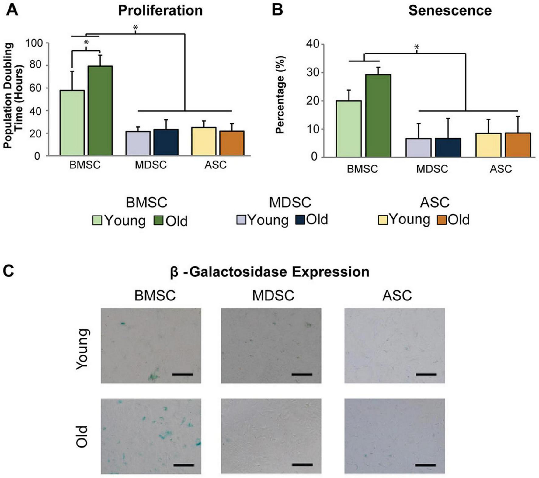 Bar charts and micrograph images compare young and old cell types: A) Proliferation chart shows higher doubling time in young BMSC, lower in MDSC and ASC. B) Senescence chart indicates higher percentage in old BMSC. C) Micrographs display β-galactosidase expression, darker in old BMSC, faint in others. Bars indicate standard deviation. * indicating statistically significant differences (p< 0.05).