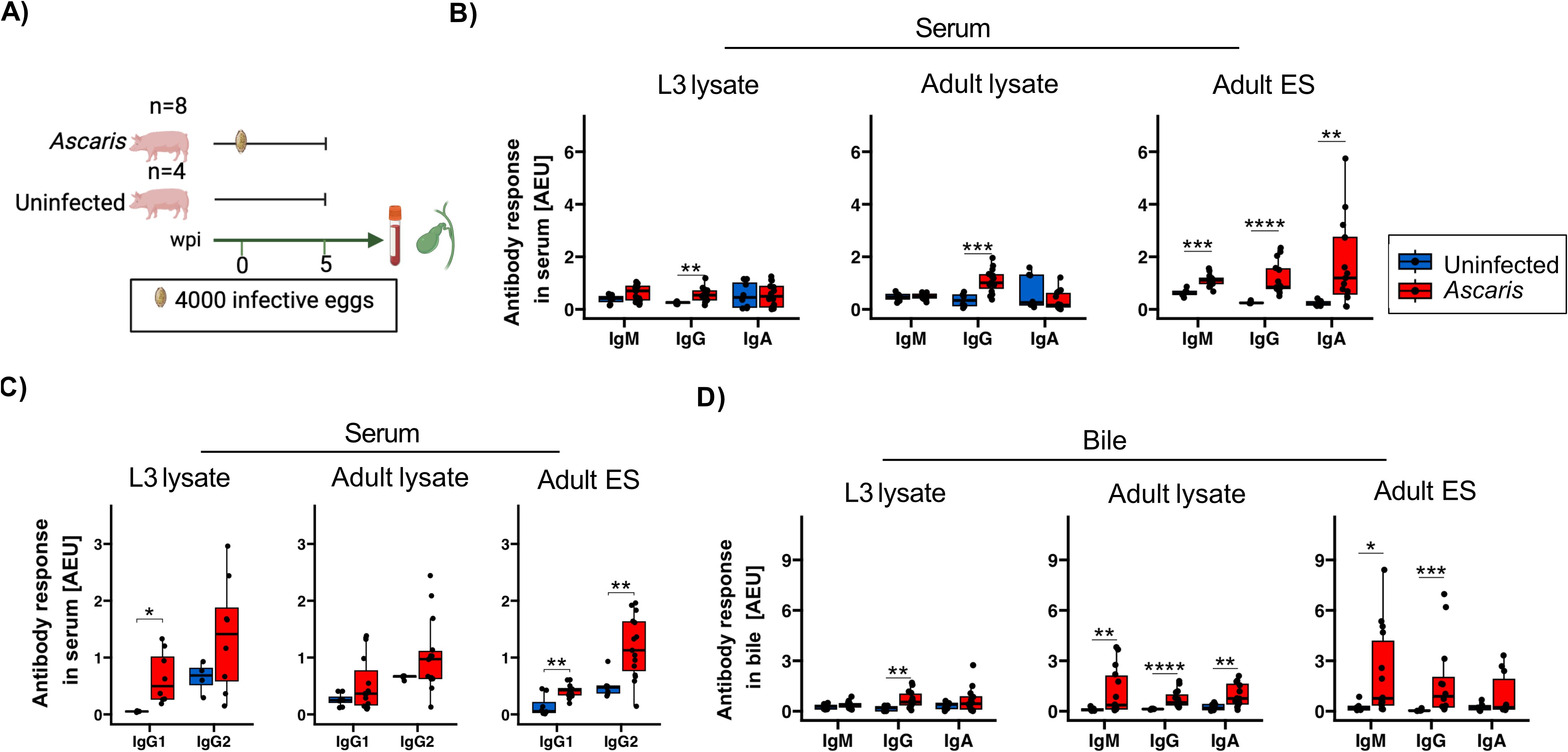 Diagram and charts illustrating a study on antibody response in pigs. Panel A shows a study design with groups of Ascaris-infected and uninfected pigs. Panels B and C display box plots comparing serum antibody levels (IgM, IgG, IgA, IgG1, IgG2) in response to L3 lysate, adult lysate, and adult ES. Panel D shows bile antibody responses. Charts indicate significant differences between groups, with red representing Ascaris-infected pigs and blue for uninfected pigs. Statistical significance is marked by asterisks.
