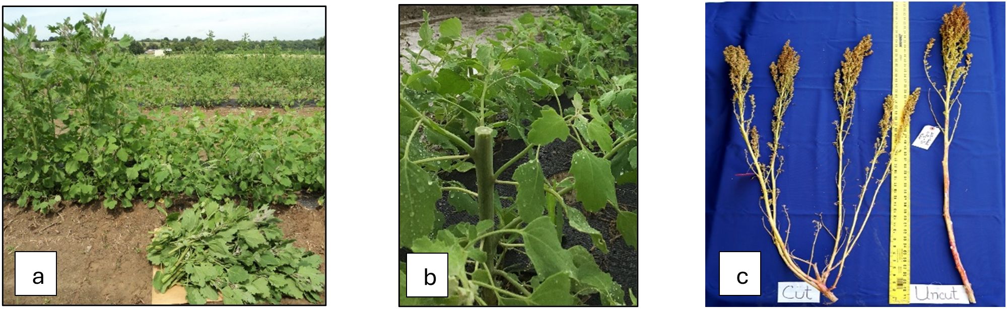Three images illustrating uncut and cut quinoa: (a) shows quinoa plants in the field with harvested leafy biomass placed on the ground, (b) presents a close-up of a fresh cut of quinoa with leaves and (c) displays three plant stalks on a blue surface with a measuring tape, labeled as “Cut” and “Uncut”.