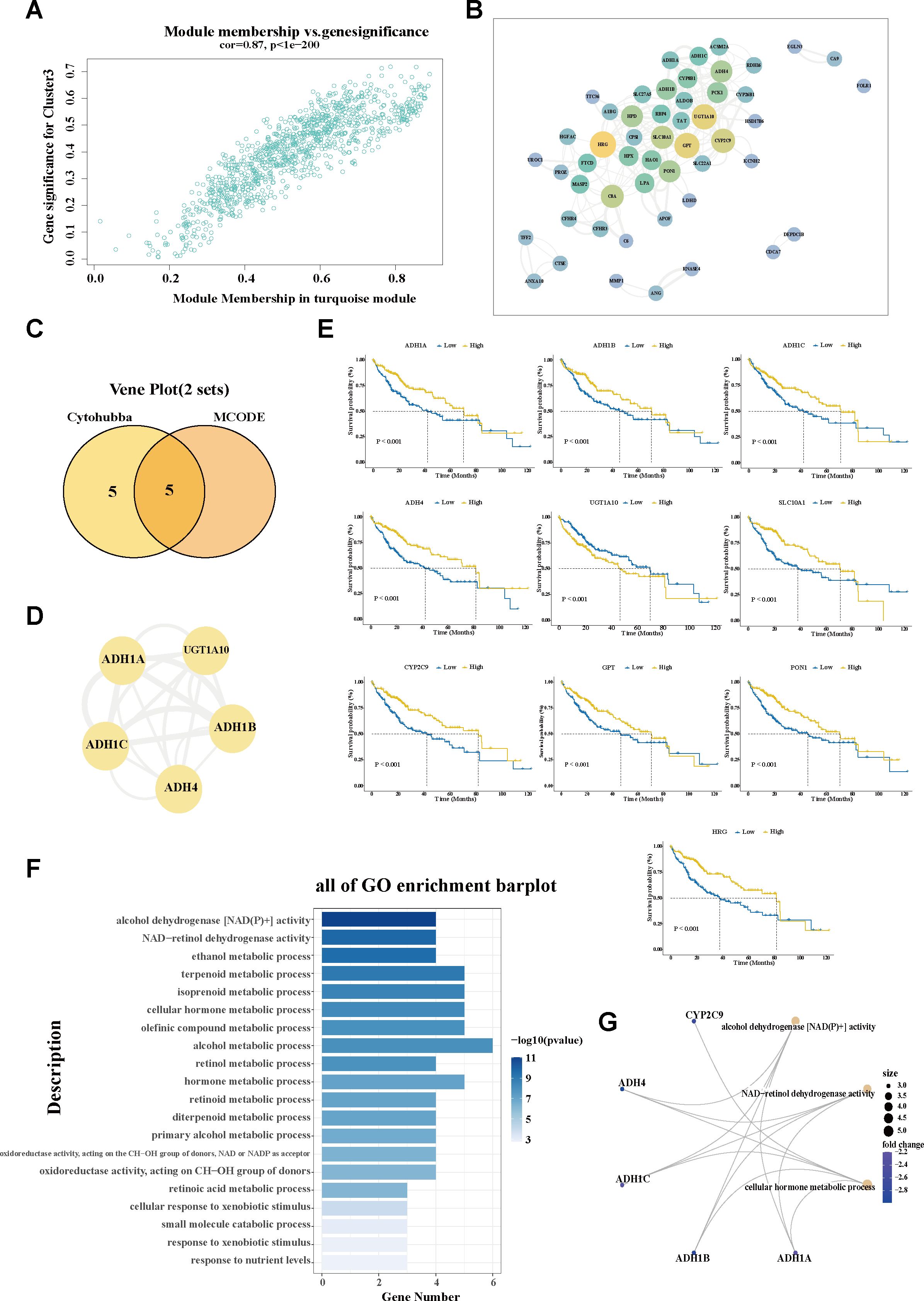 Panel A shows a scatter plot of module membership versus gene significance for a turquoise module, exhibiting a positive correlation. Panel B illustrates a network diagram with various nodes, highlighting relationships between genes. Panel C is a Venn diagram showing the intersection of two gene sets, Cytobubba and MCODE. Panel D depicts a network graph for specific genes. Panel E displays multiple Kaplan-Meier survival plots comparing low and high expression of various genes, all showing significant differences. Panel F is a bar plot of Gene Ontology enrichment, indicating gene processes and log-transformed p-values. Panel G presents a network linking genes with specific activities and processes.