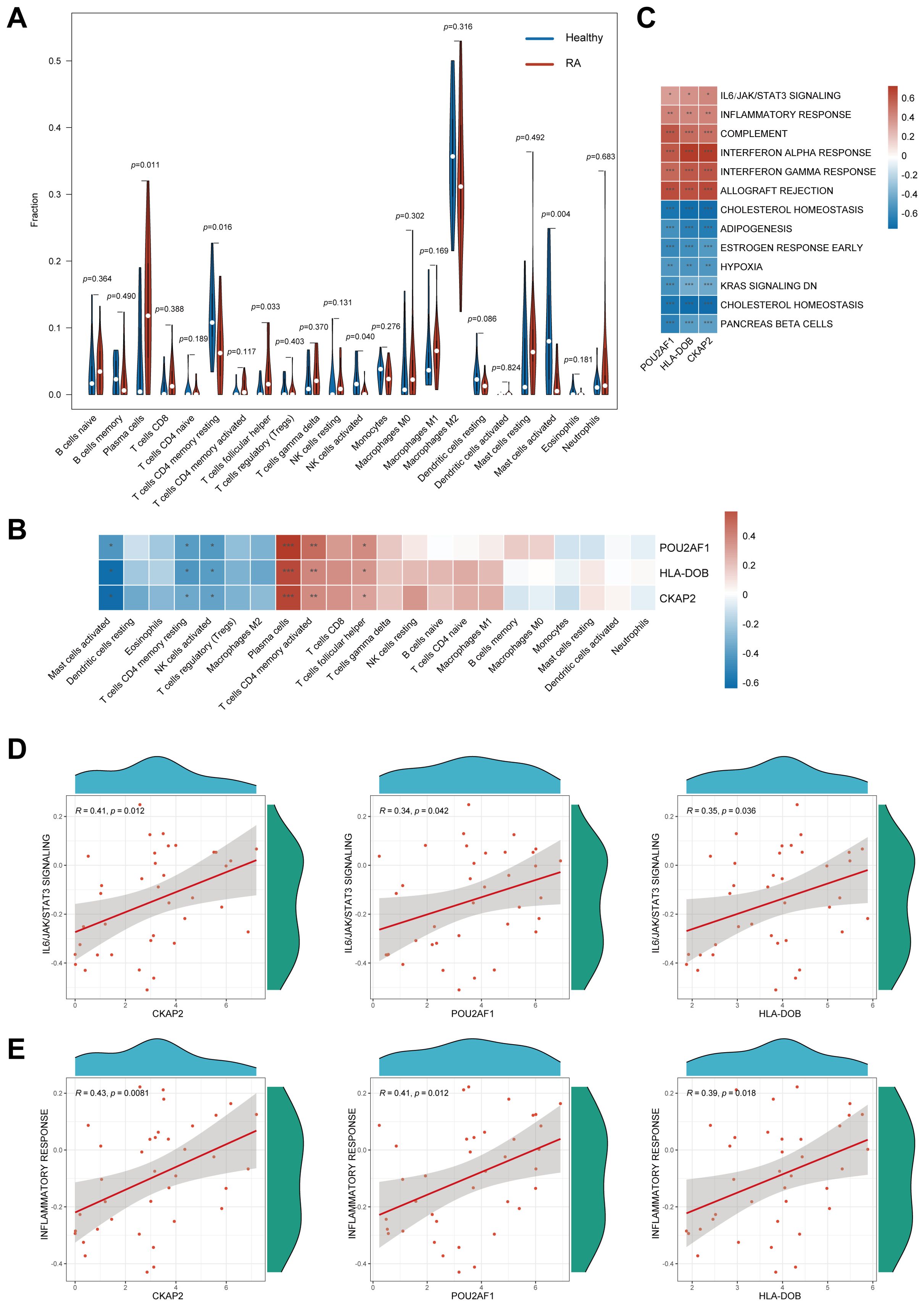 A set of visual data representations: Panel A shows a violin plot comparing cell fractions in healthy individuals and those with RA, with p-values noted. Panel B is a heatmap illustrating correlations between different genes and cell types. Panel C displays a heatmap of pathway activity scores in RA and healthy samples. Panels D and E present scatter plots with line graphs indicating correlations between expression levels of specific genes (CKAP2, POU2AF1, HLA-DOB) and signaling or inflammatory responses, with statistical values R and p noted.