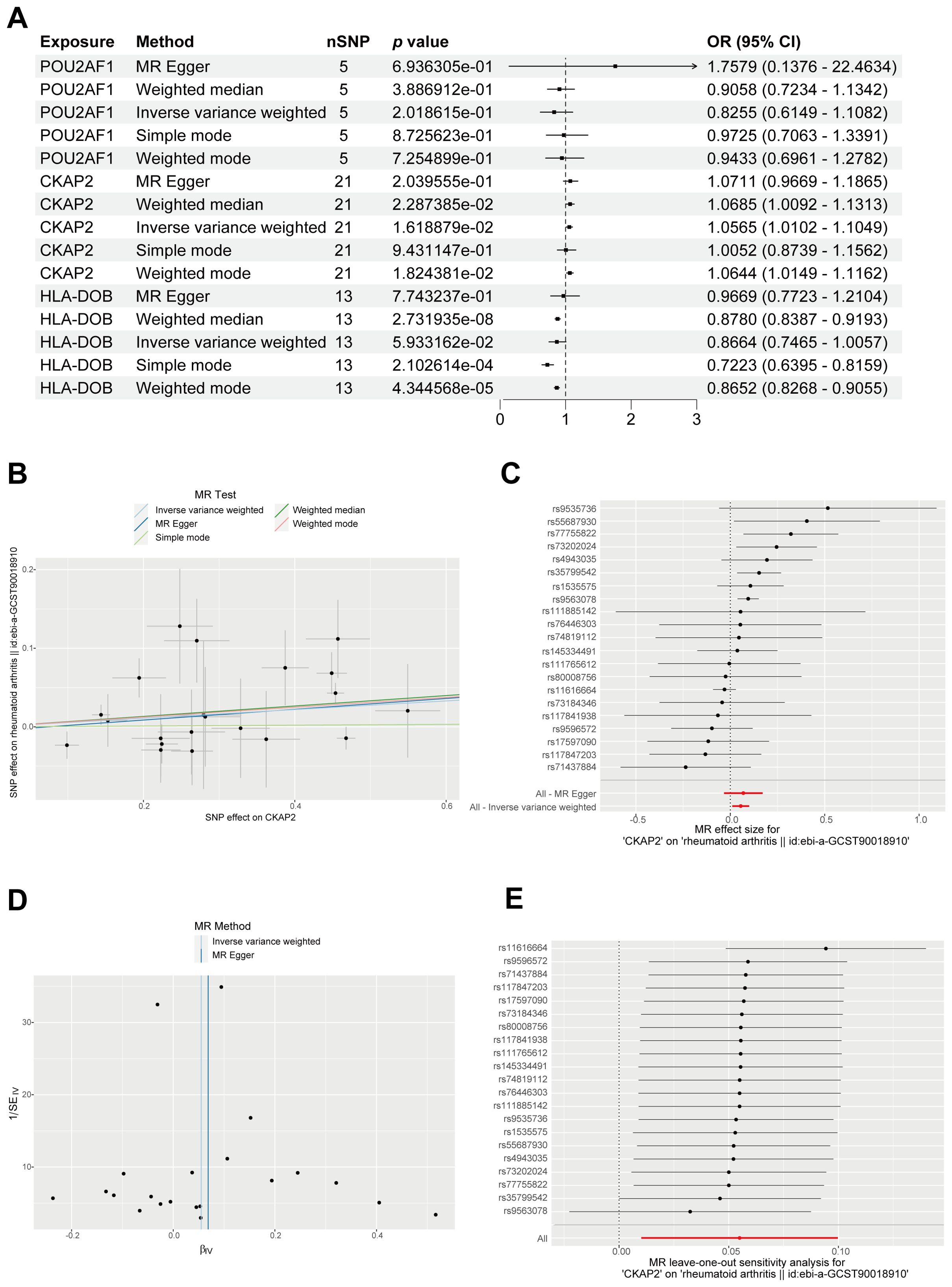 Composite image showing five panels with statistical data on genetic associations: A: Forest plot with exposures, methods, number of SNPs, p-values, and odds ratios for different genes. B: Scatter plot displaying SNP effects on CKAP2 with multiple MR test methods. C: Forest plot of MR effect size for CKAP2 on rheumatoid arthritis with individual SNP data. D: Funnel plot for MR method with SE/IV versus β/IV. E: Leave-one-out sensitivity analysis for CKAP2 on rheumatoid arthritis, showing individual SNP effects.