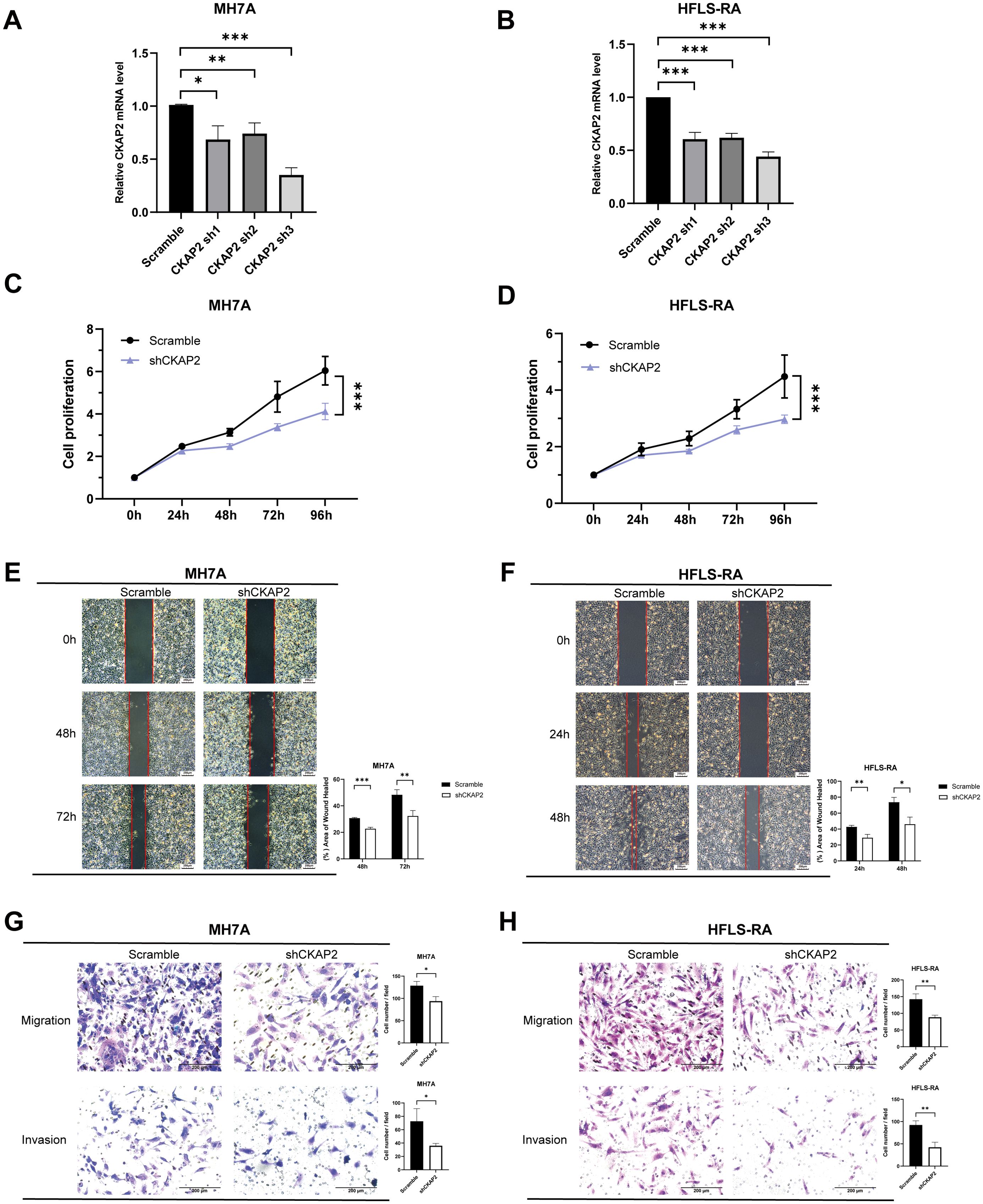 The image consists of multiple panels showing various experiments. Panels A and B show bar graphs of CKAP2 mRNA levels in MH7A and HFLS-RA cells, respectively, with significant differences marked by asterisks. Panels C and D display line graphs of cell proliferation over time for both cell types, comparing scramble and shCKAP2 conditions. Panels E and F contain images and bar graphs showing the wound healing assay results for MH7A and HFLS-RA cells at different time points. Panels G and H present images and bar graphs of migration and invasion assays for both cell types, comparing scramble and shCKAP2 conditions. Asterisks indicate statistical significance throughout.