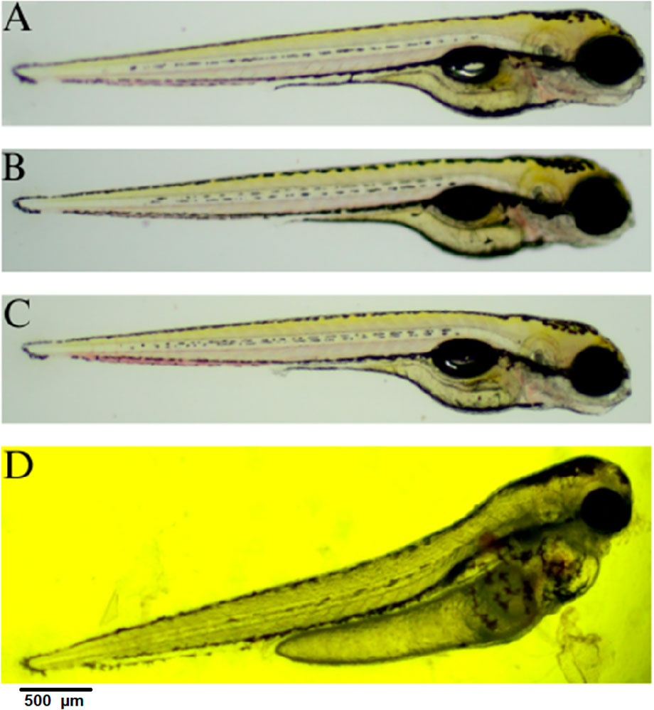 Four micrographs of zebrafish embryos labeled A, B, C, and D. Panels A, B, and C show similarly developed embryos with elongated bodies and prominent eyes on a white background. Panel D shows an embryo on a yellow background, emphasizing body structure. Scale bar indicates 500 micrometers.