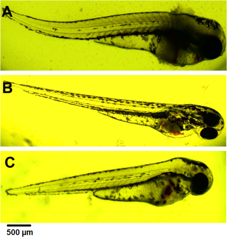 Three microscope images labeled A, B, and C show zebrafish embryos on a yellow background. Each embryo displays a long, thin body, prominent eyes, and visible internal structure. A scale bar indicates a size of five hundred micrometers.