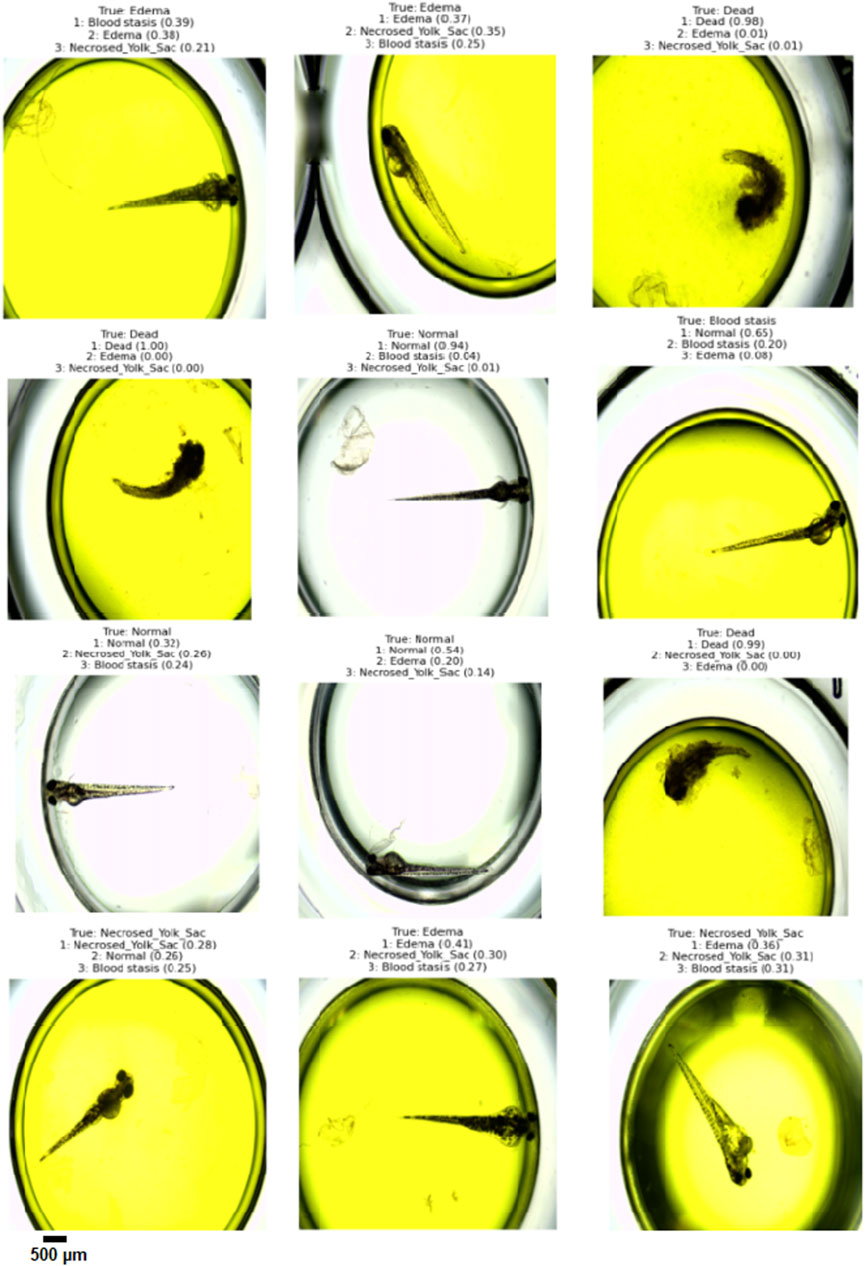 Twelve-panel grid of microscopic images showing embryos in various stages. Each panel includes a label indicating a condition and probability scores for three conditions: edema, necrosed yolk sac, or blood stasis. Colors range from yellow to clear backgrounds. Scale marker shows five hundred micrometers.