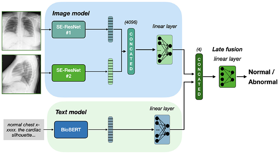 Flowchart depicting a model combining image and text analysis for medical diagnosis. The image model uses two SE-ResNet layers processing chest X-rays, outputting to a linear layer. The text model utilizes BioBERT for text analysis, also leading to a linear layer. Outputs are concatenated for late fusion, indicating normal or abnormal results.