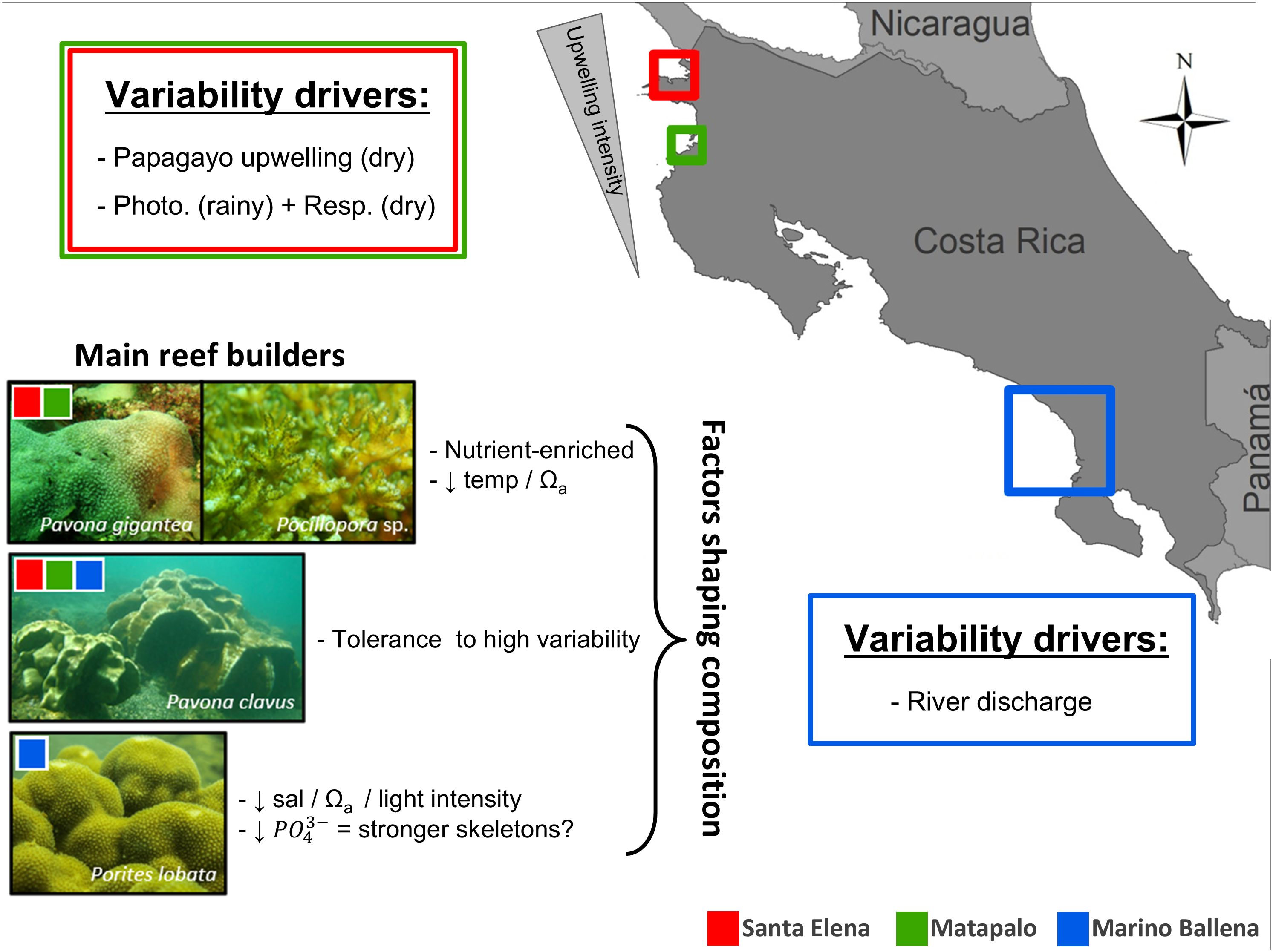 Map and infographic detailing variability drivers and reef builders in Costa Rica. On the map, regions are marked with red (Santa Elena), green (Matapalo), and blue (Marino Ballena). Variability drivers include Papagayo upwelling, photosynthesis, respiration, and river discharge. Main reef builders, Pavona gigantea, Pocillopora species, Pavona clavus, and Porites lobata, are shown with factors like nutrient enrichment and salinity. A legend explains the color-coded regions.
